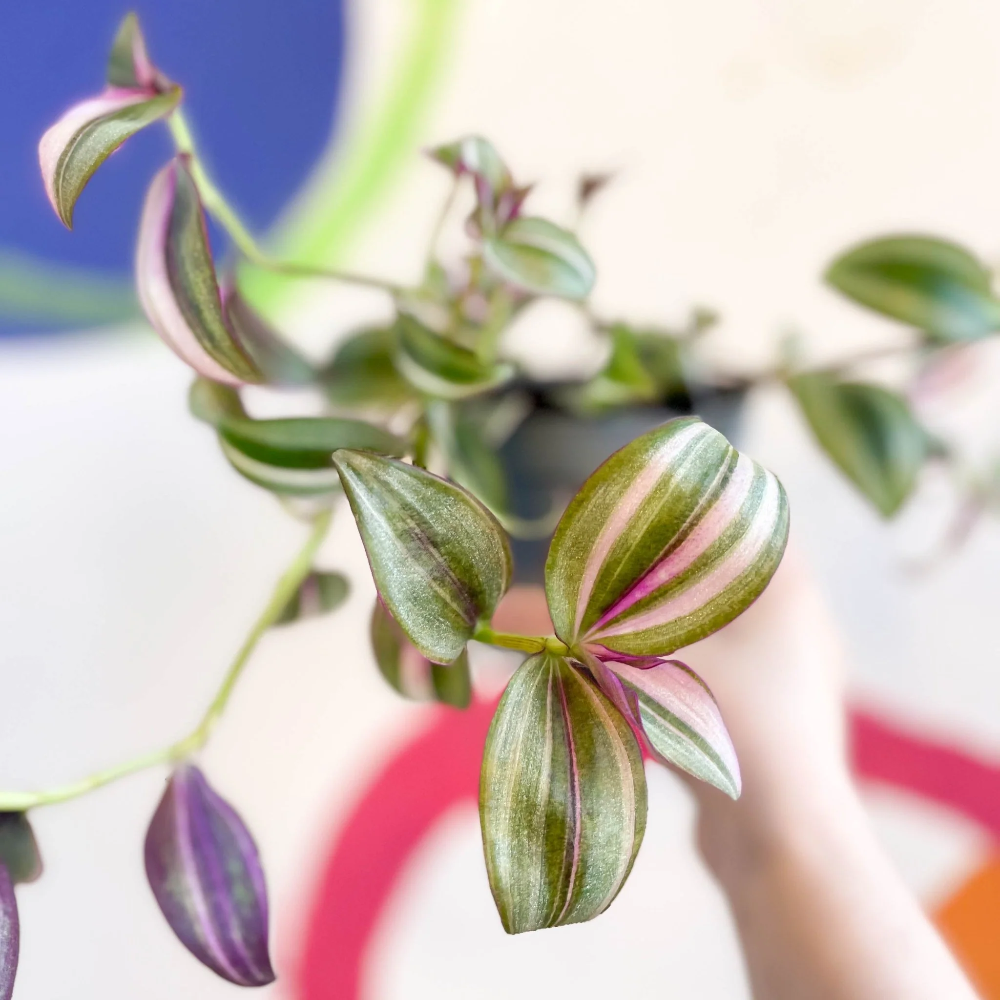 Inch Plant - Tradescantia zebrina 'Quadricolor' - Welsh Grown - Image 2