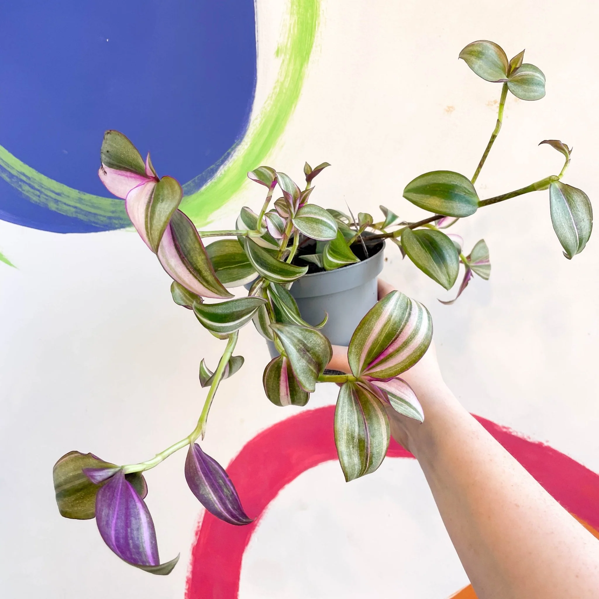 Inch Plant - Tradescantia zebrina 'Quadricolor' - Welsh Grown - Image 3