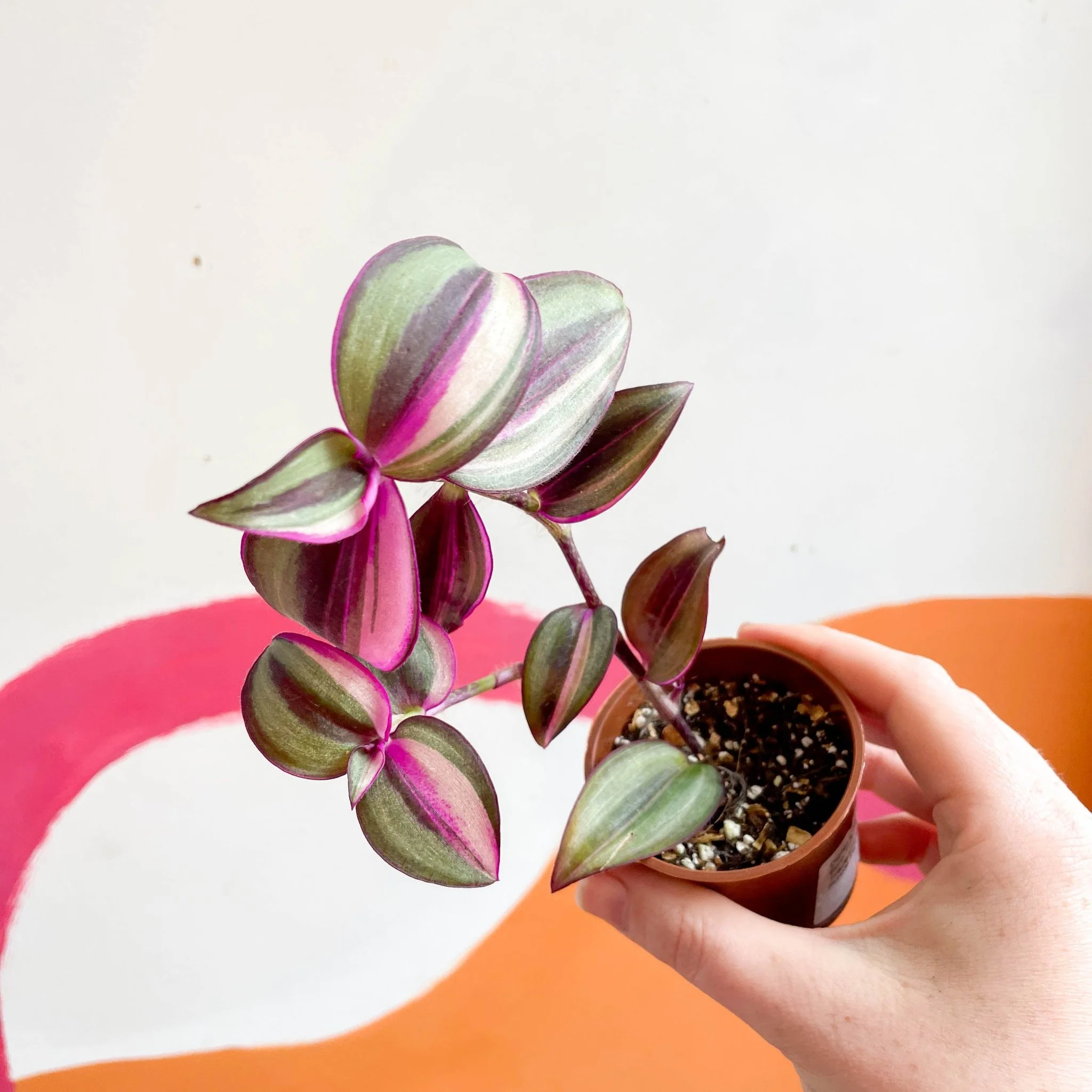 Inch Plant - Tradescantia zebrina 'Quadricolor' - Welsh Grown - Image 4