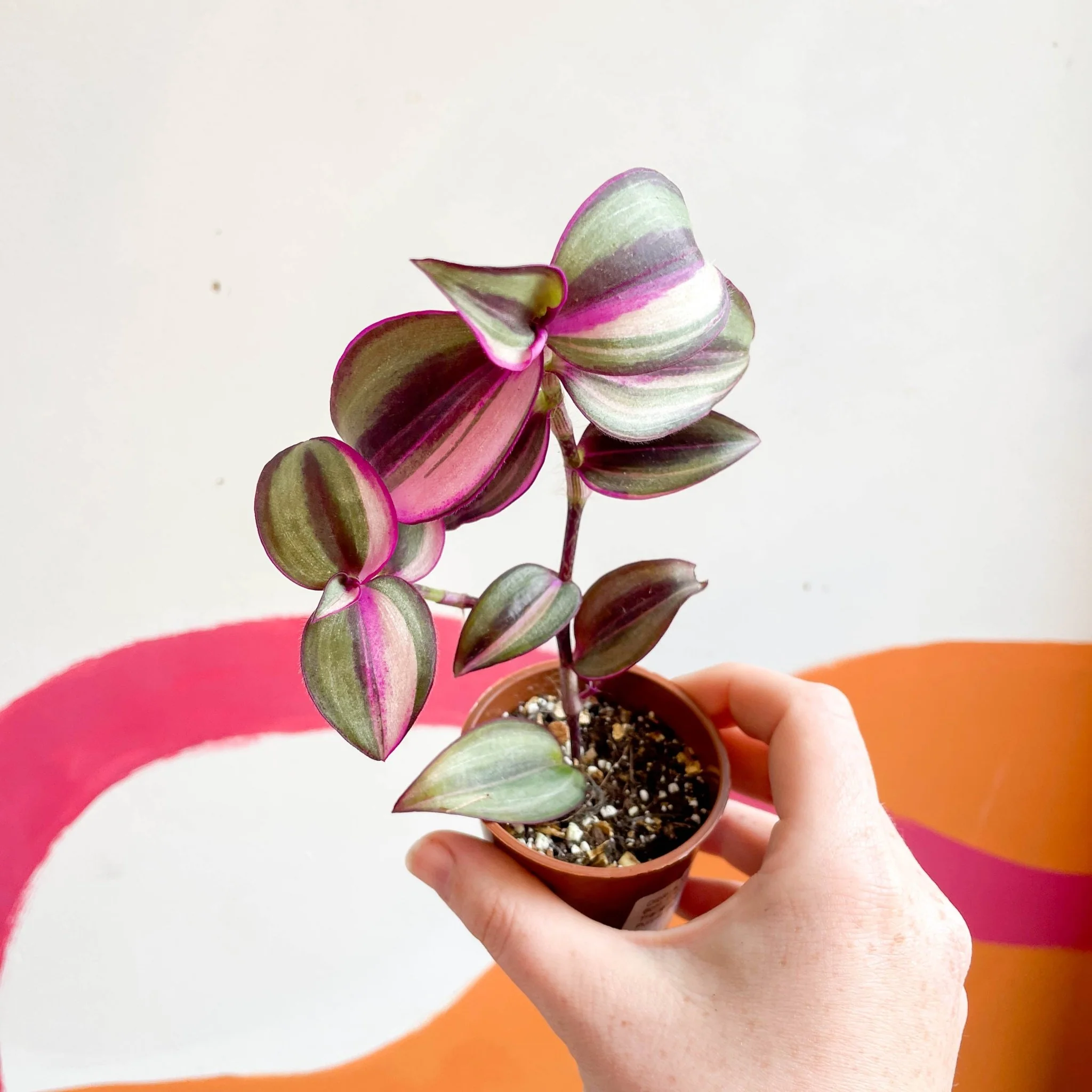 Inch Plant - Tradescantia zebrina 'Quadricolor' - Welsh Grown - Image 5
