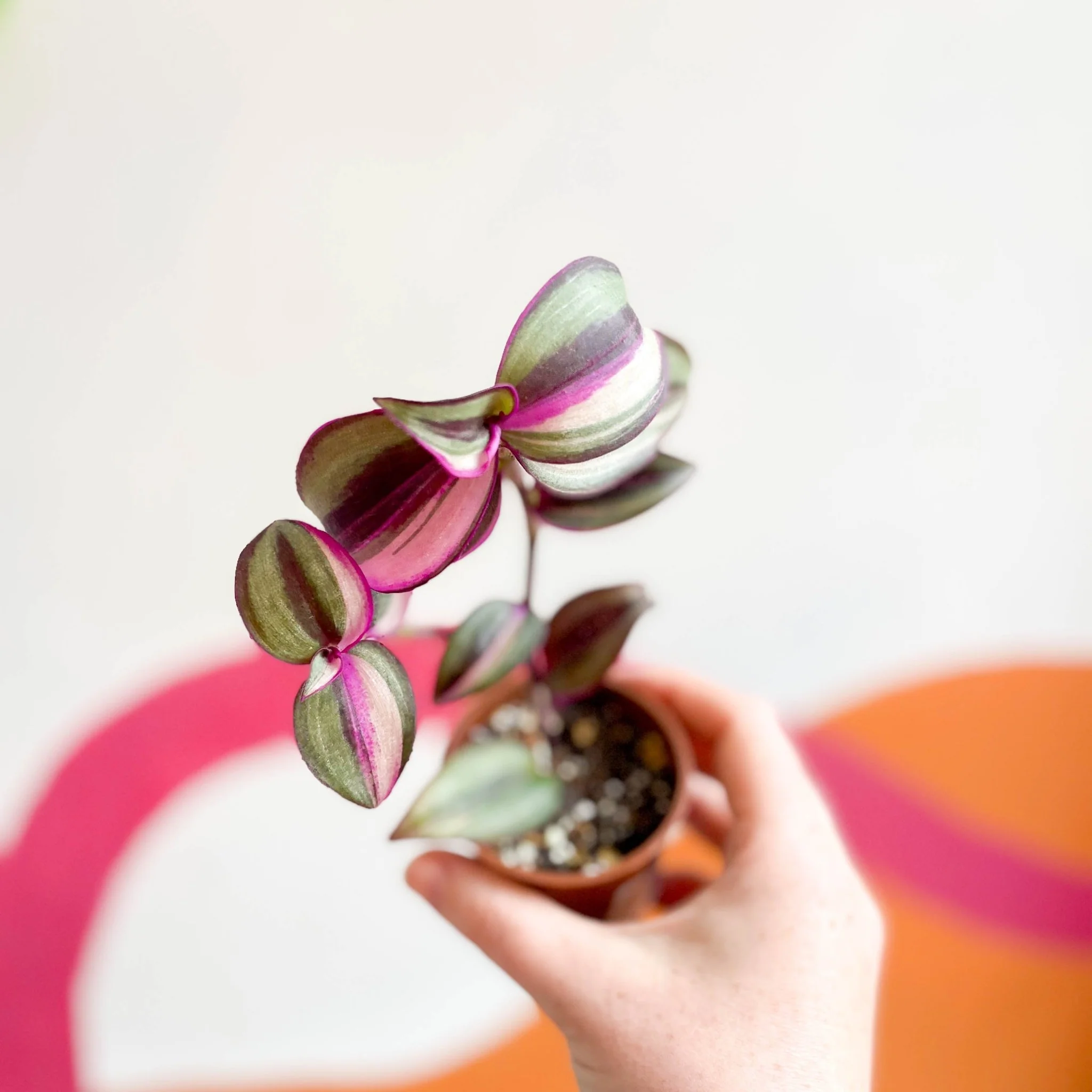 Inch Plant - Tradescantia zebrina 'Quadricolor' - Welsh Grown - Image 6