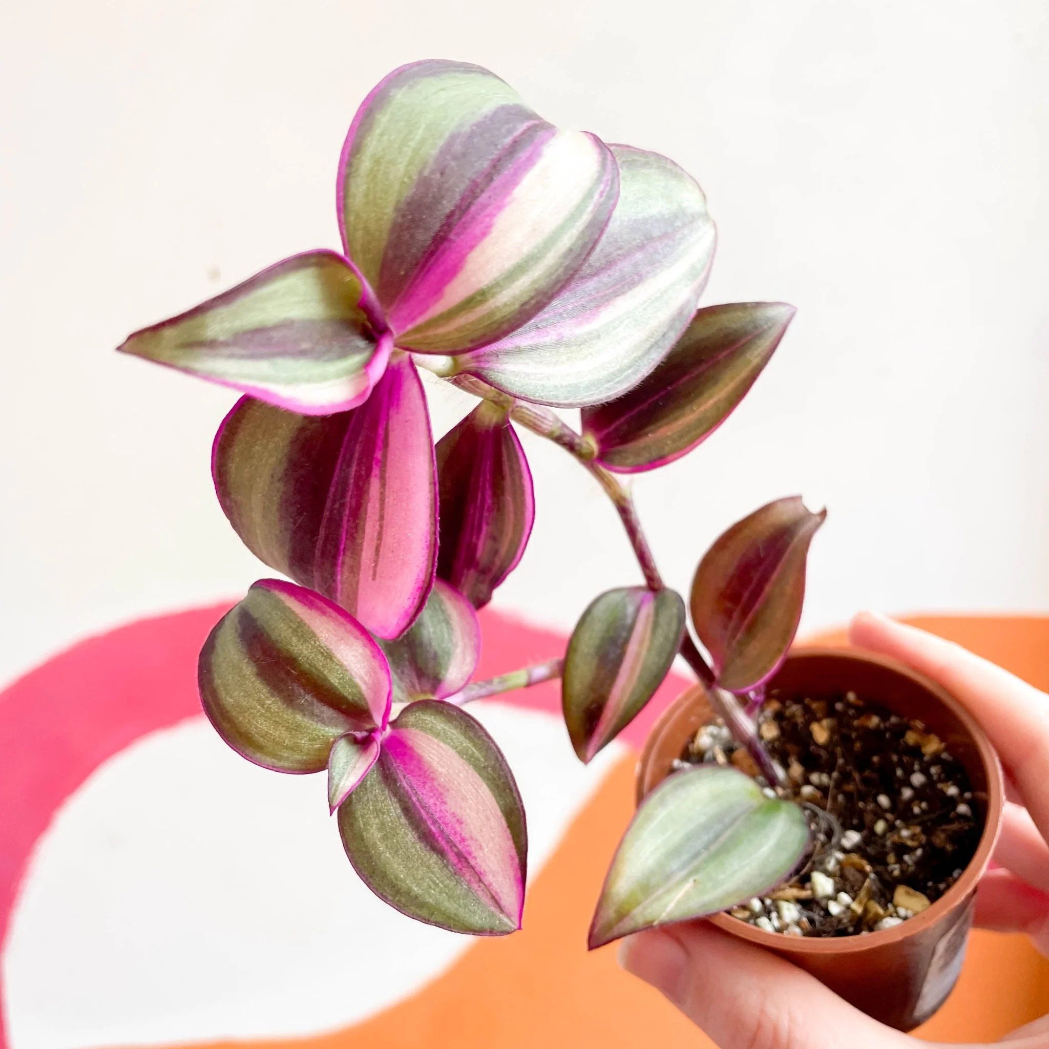 Inch Plant - Tradescantia zebrina 'Quadricolor' - Welsh Grown - Image 7