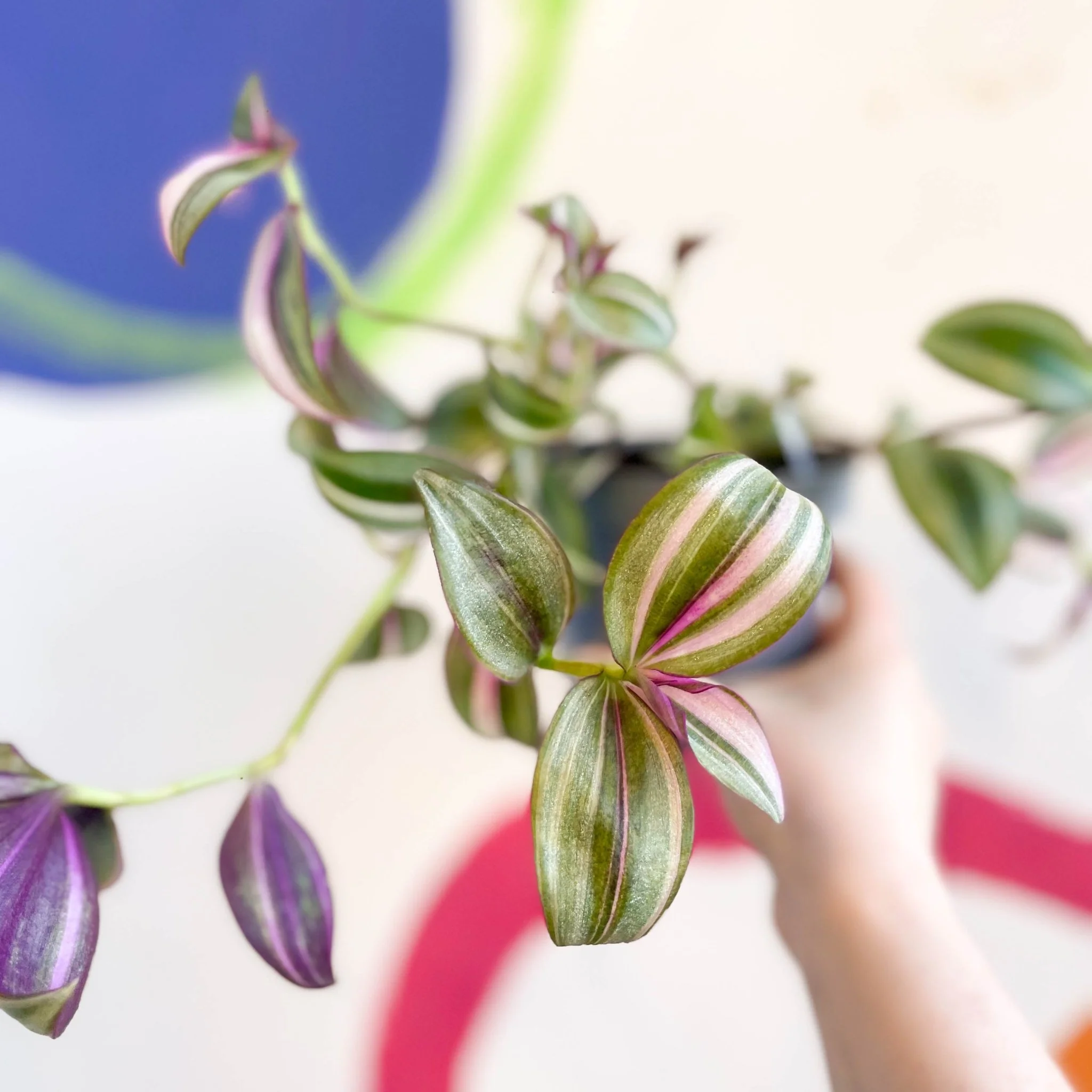 Inch Plant - Tradescantia zebrina 'Quadricolor' - Welsh Grown - Image 8