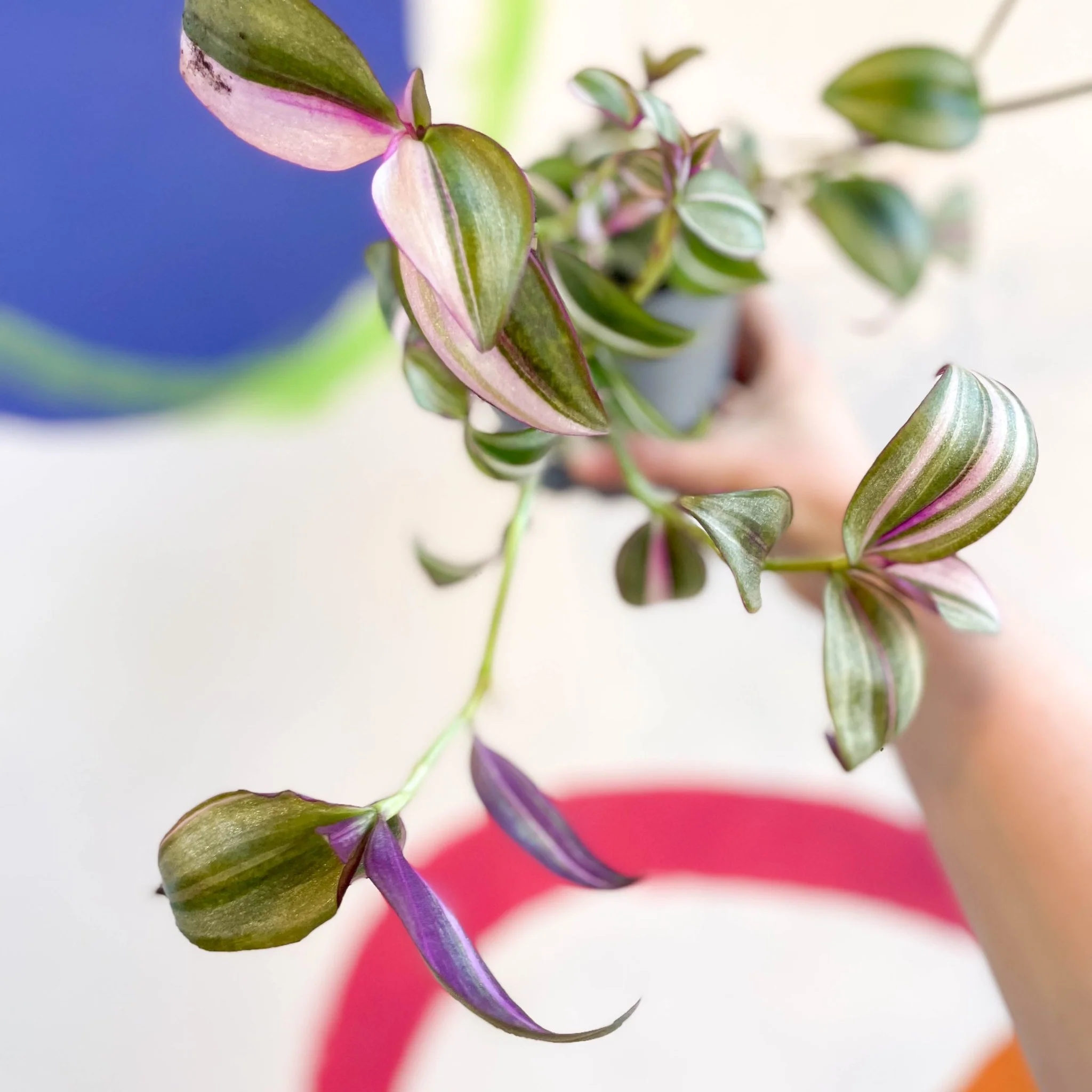 Inch Plant - Tradescantia zebrina 'Quadricolor' - Welsh Grown - Image 9
