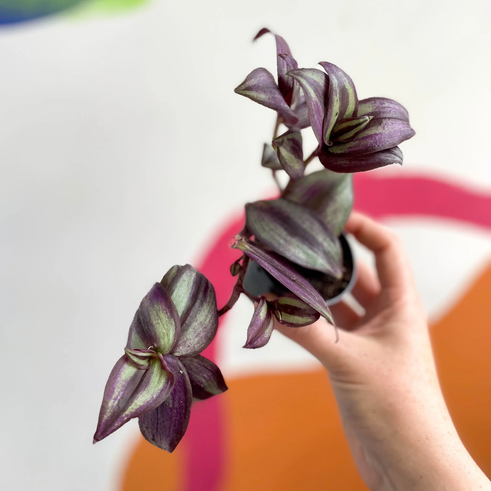 Inch Plant - Tradescantia zebrina 'Violet Hill' - Welsh Grown