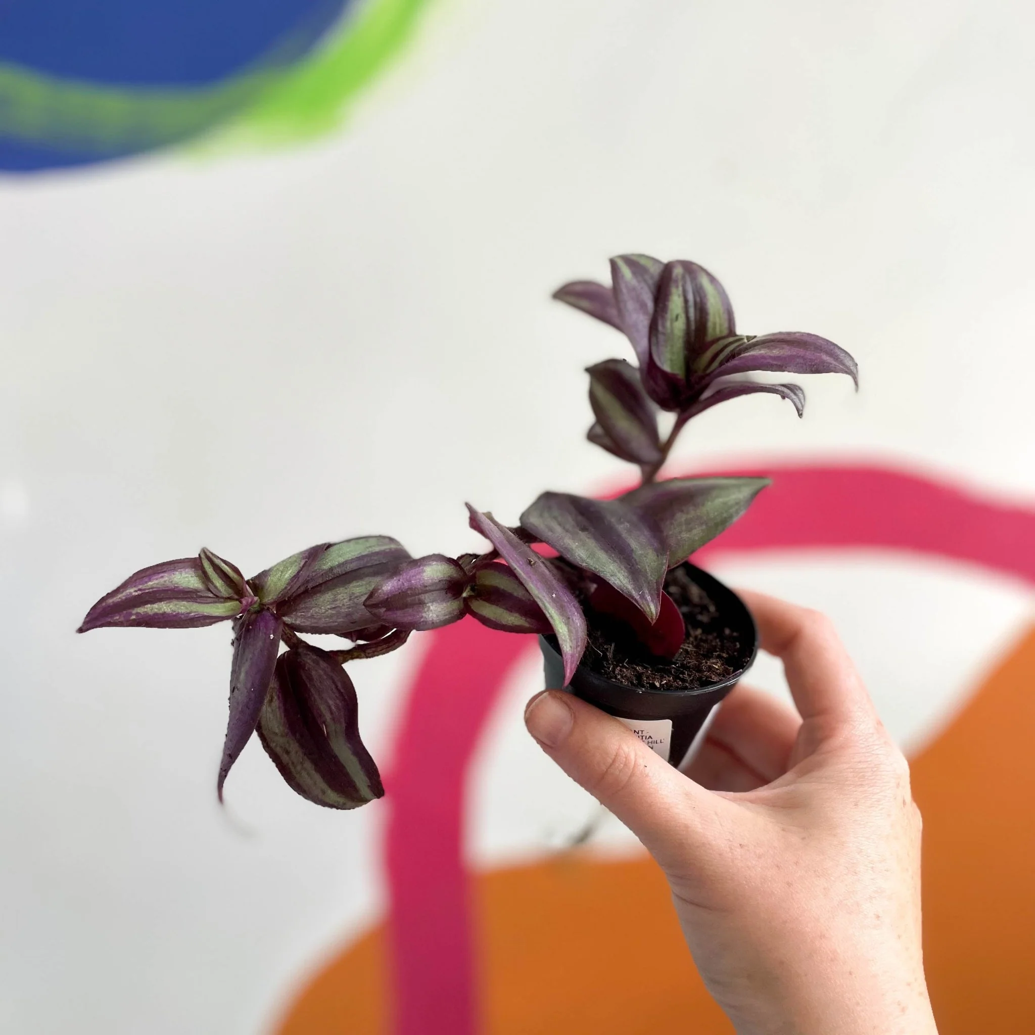 Inch Plant - Tradescantia zebrina 'Violet Hill' - Welsh Grown - Image 2