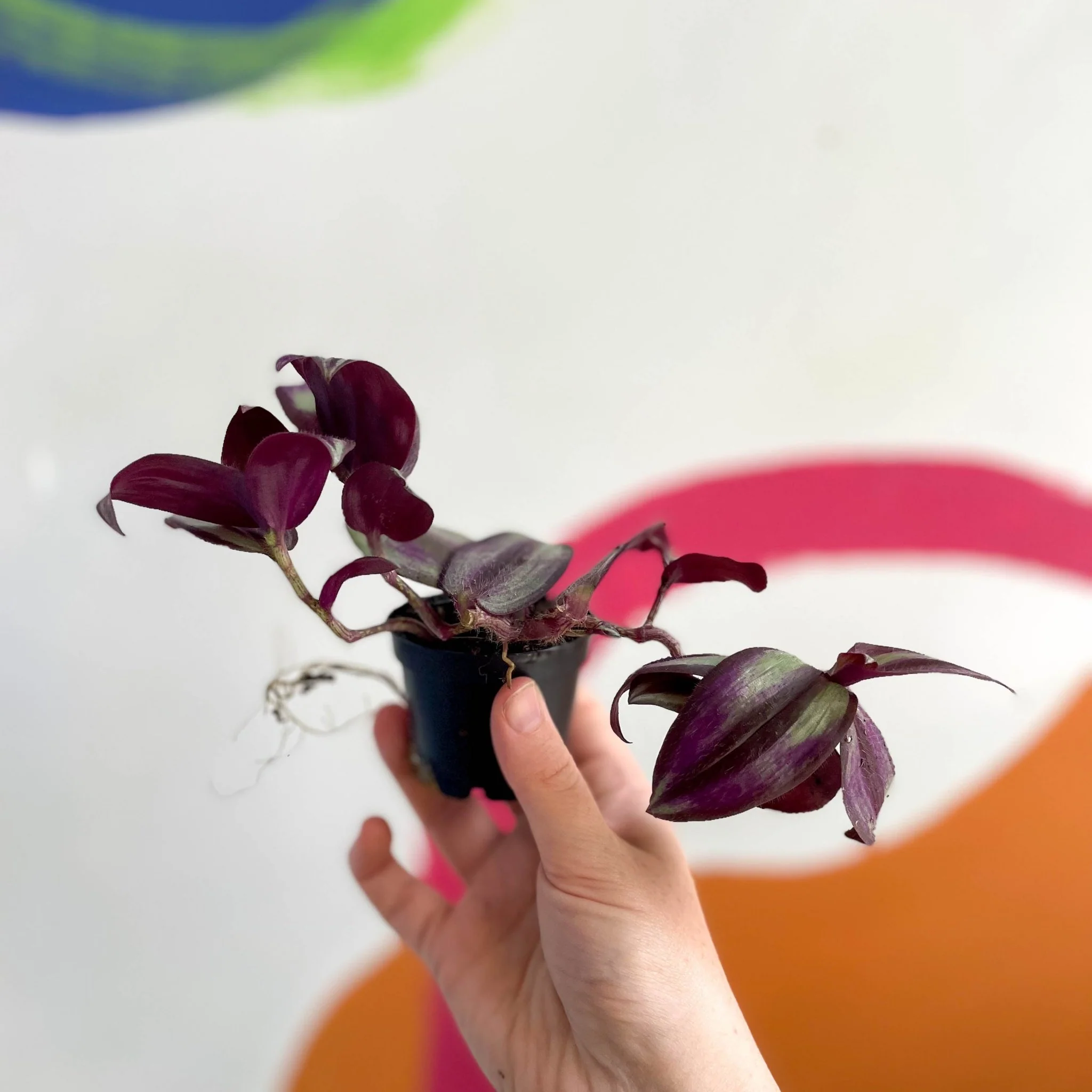 Inch Plant - Tradescantia zebrina 'Violet Hill' - Welsh Grown - Image 3