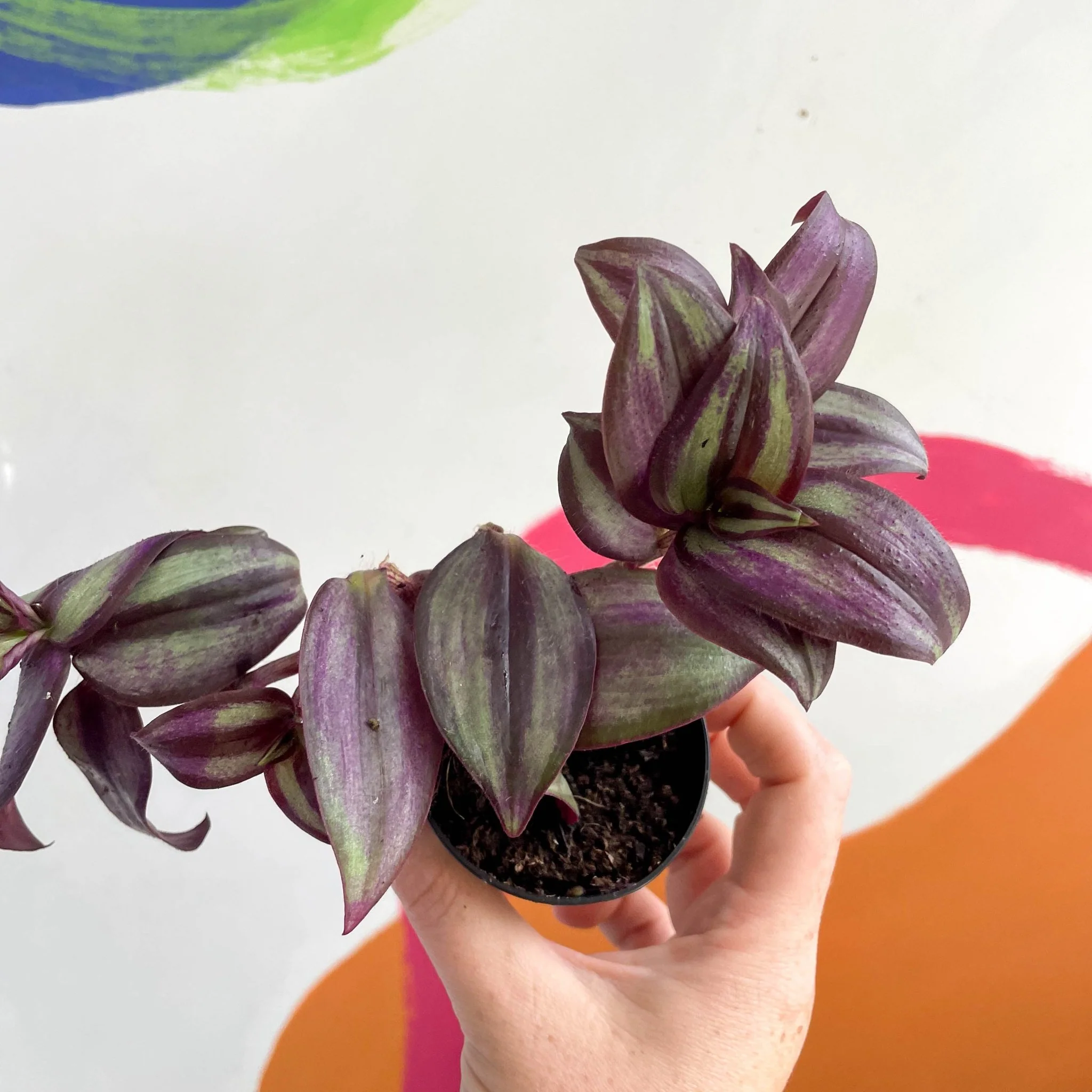 Inch Plant - Tradescantia zebrina 'Violet Hill' - Welsh Grown - Image 4