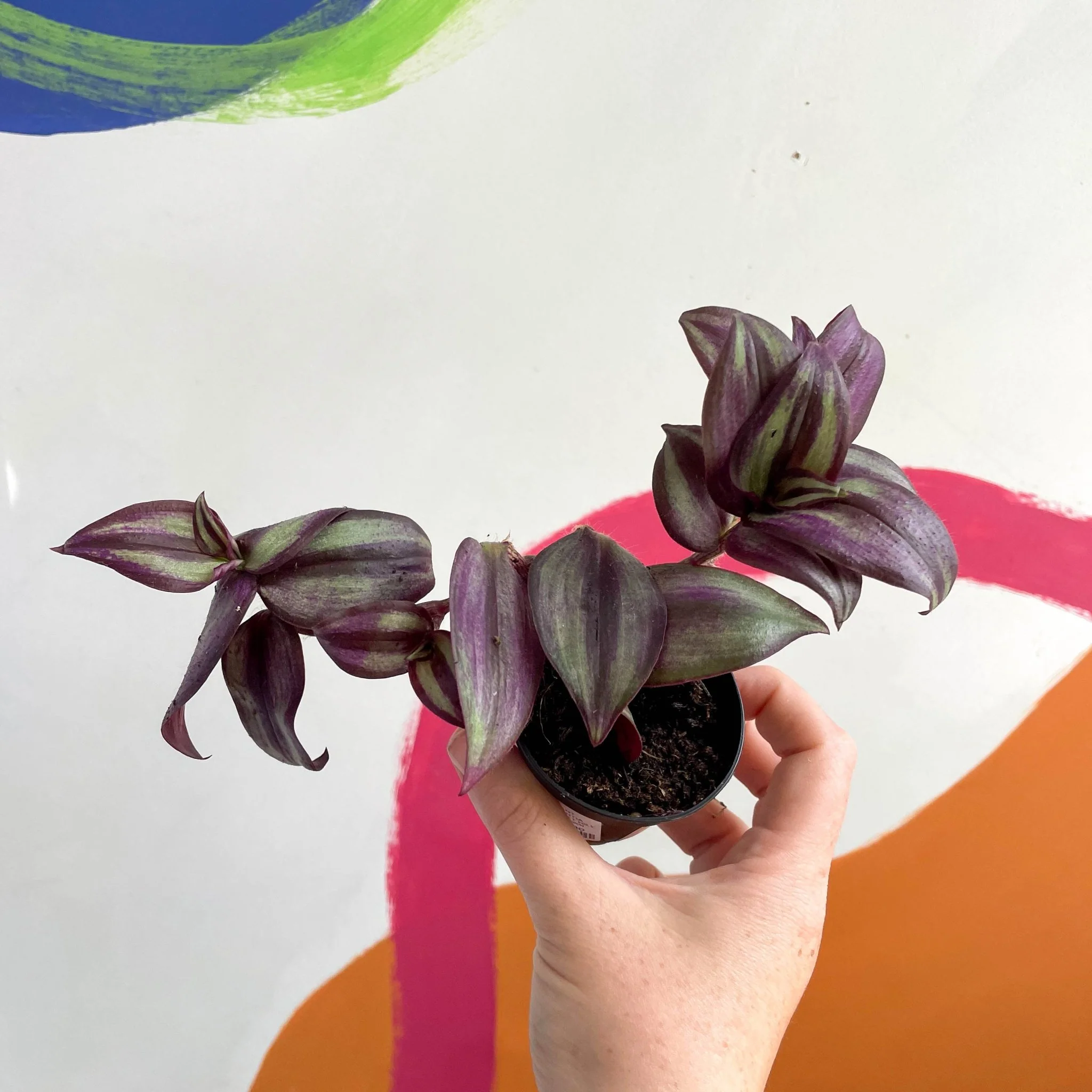 Inch Plant - Tradescantia zebrina 'Violet Hill' - Welsh Grown - Image 5