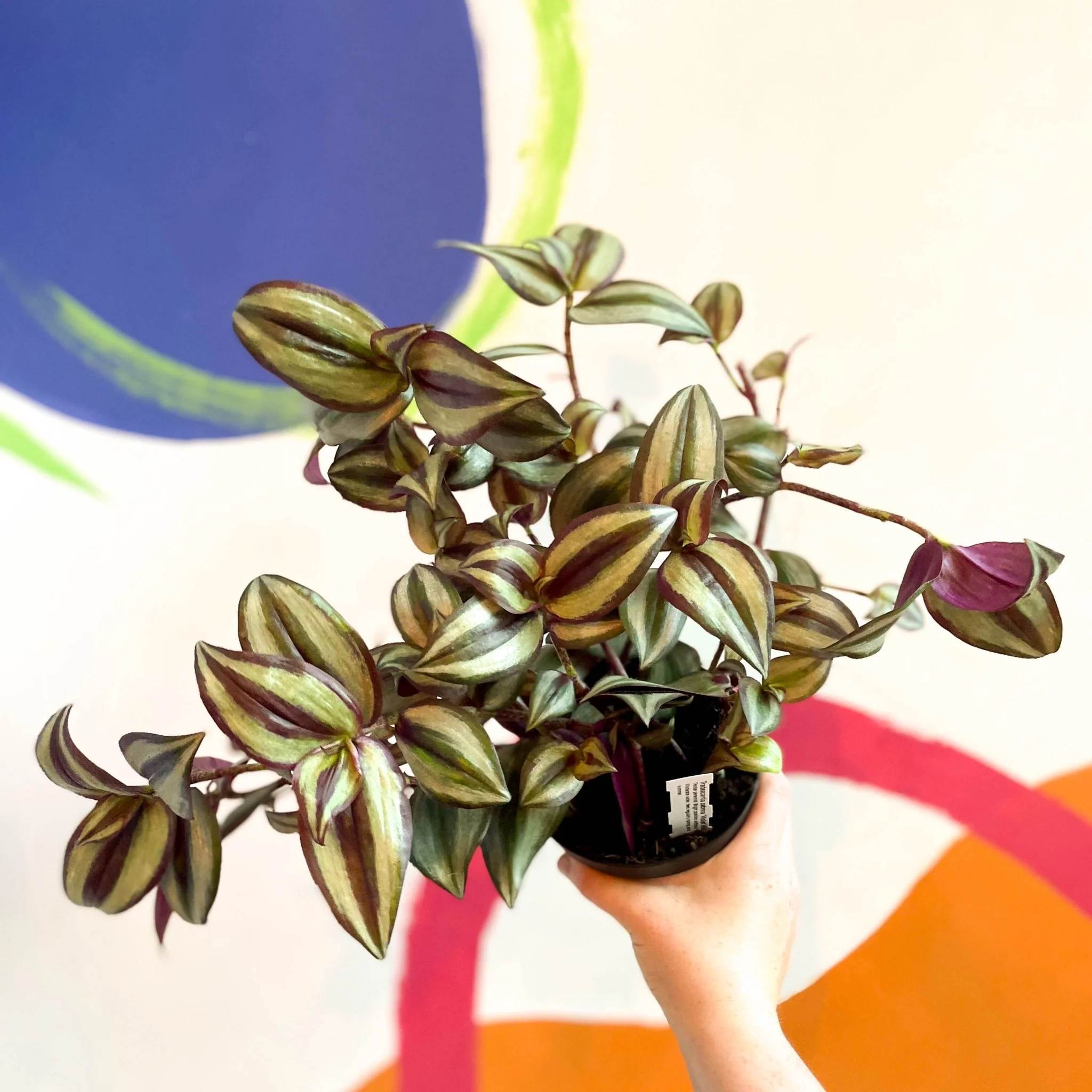 Inch Plant - Tradescantia zebrina 'Violet Hill' - Welsh Grown - Image 6