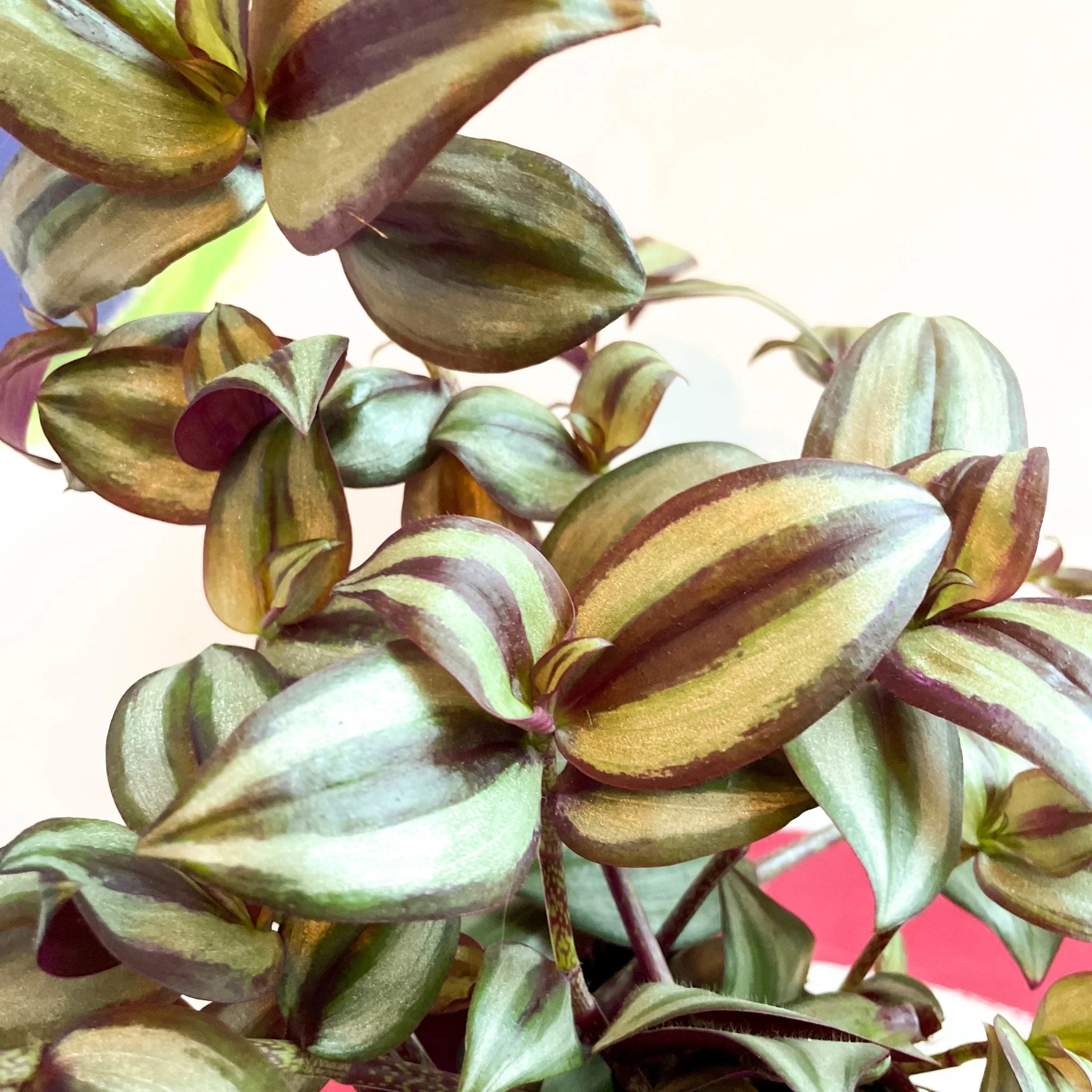 Inch Plant - Tradescantia zebrina 'Violet Hill' - Welsh Grown - Image 7