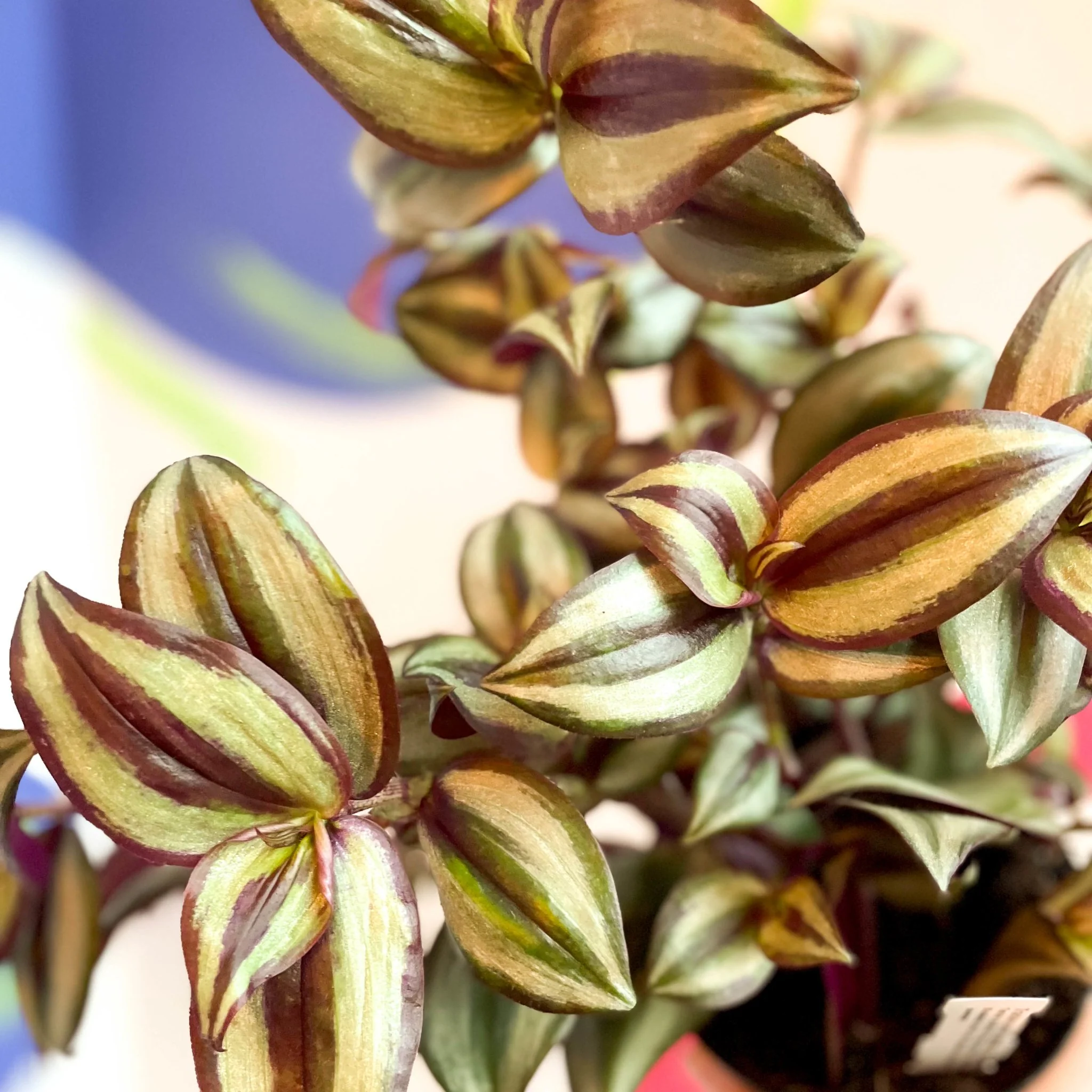 Inch Plant - Tradescantia zebrina 'Violet Hill' - Welsh Grown - Image 8