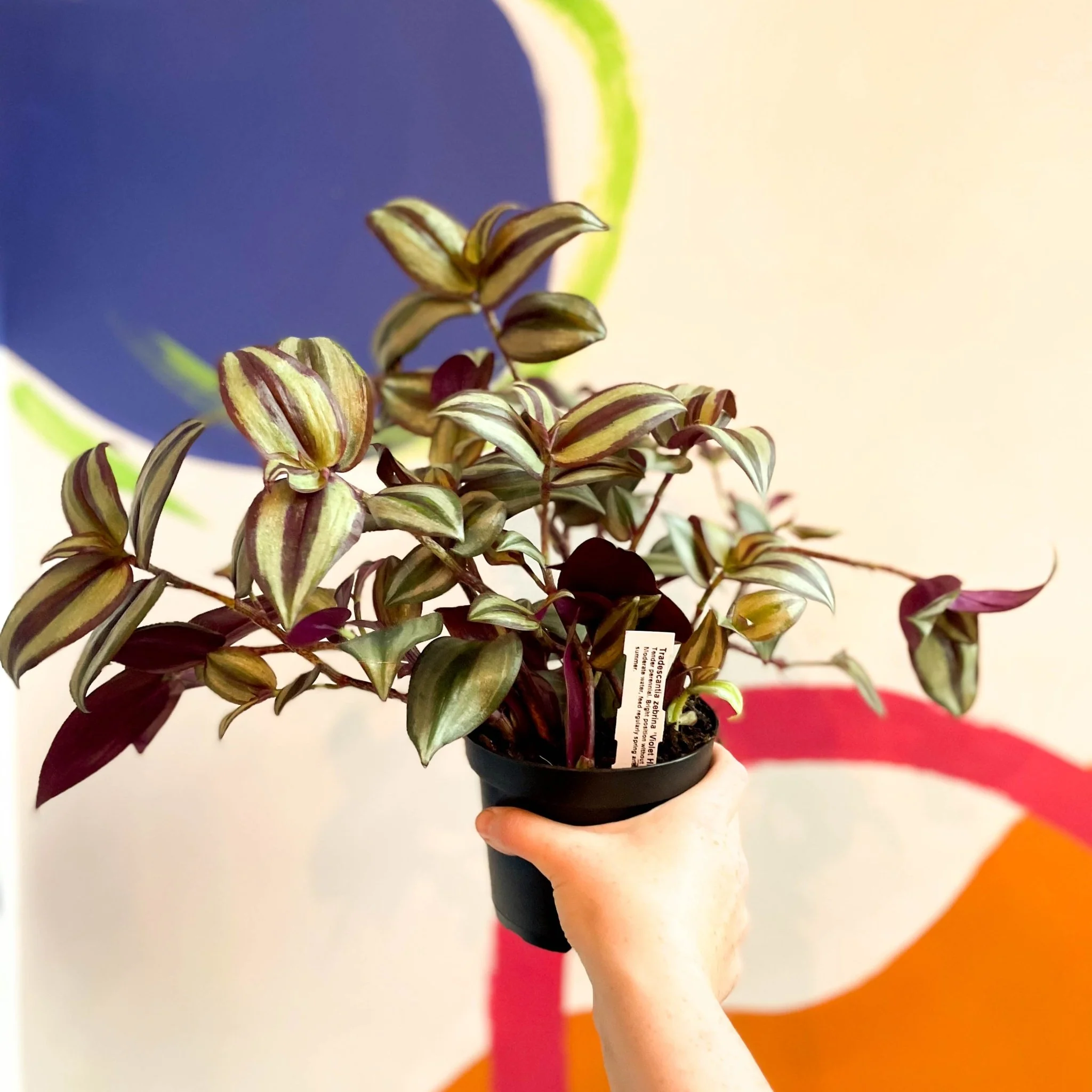 Inch Plant - Tradescantia zebrina 'Violet Hill' - Welsh Grown - Image 9