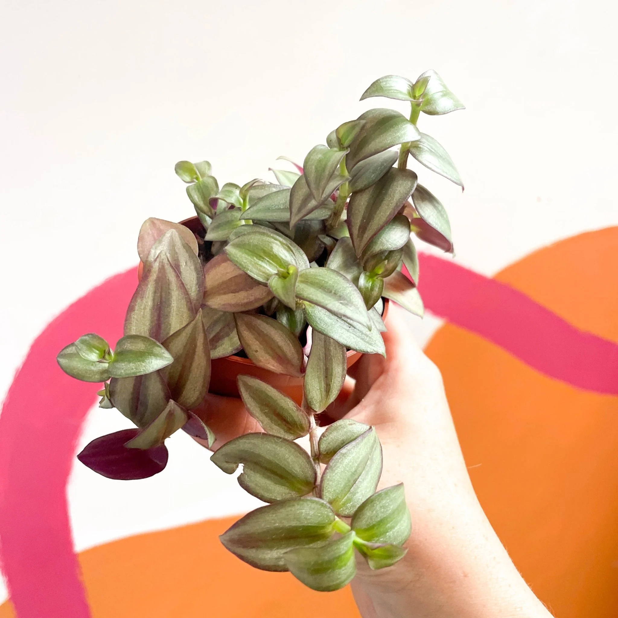 Inch Plant - Tradescantia zebrina