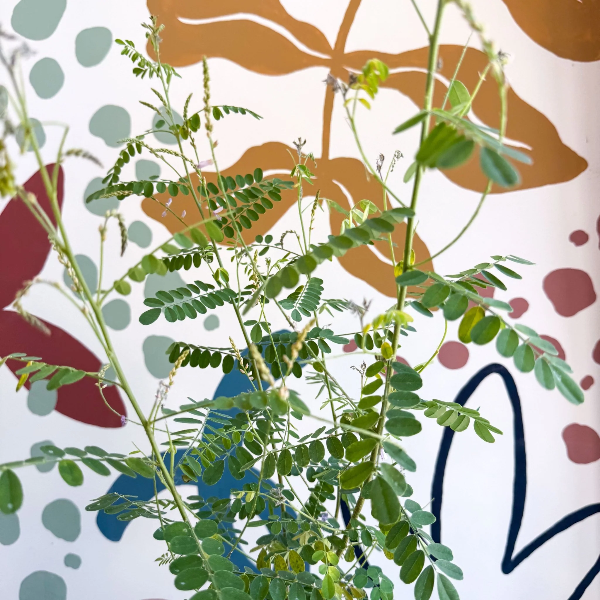 Indigofera heterantha - Himalayan Indigo