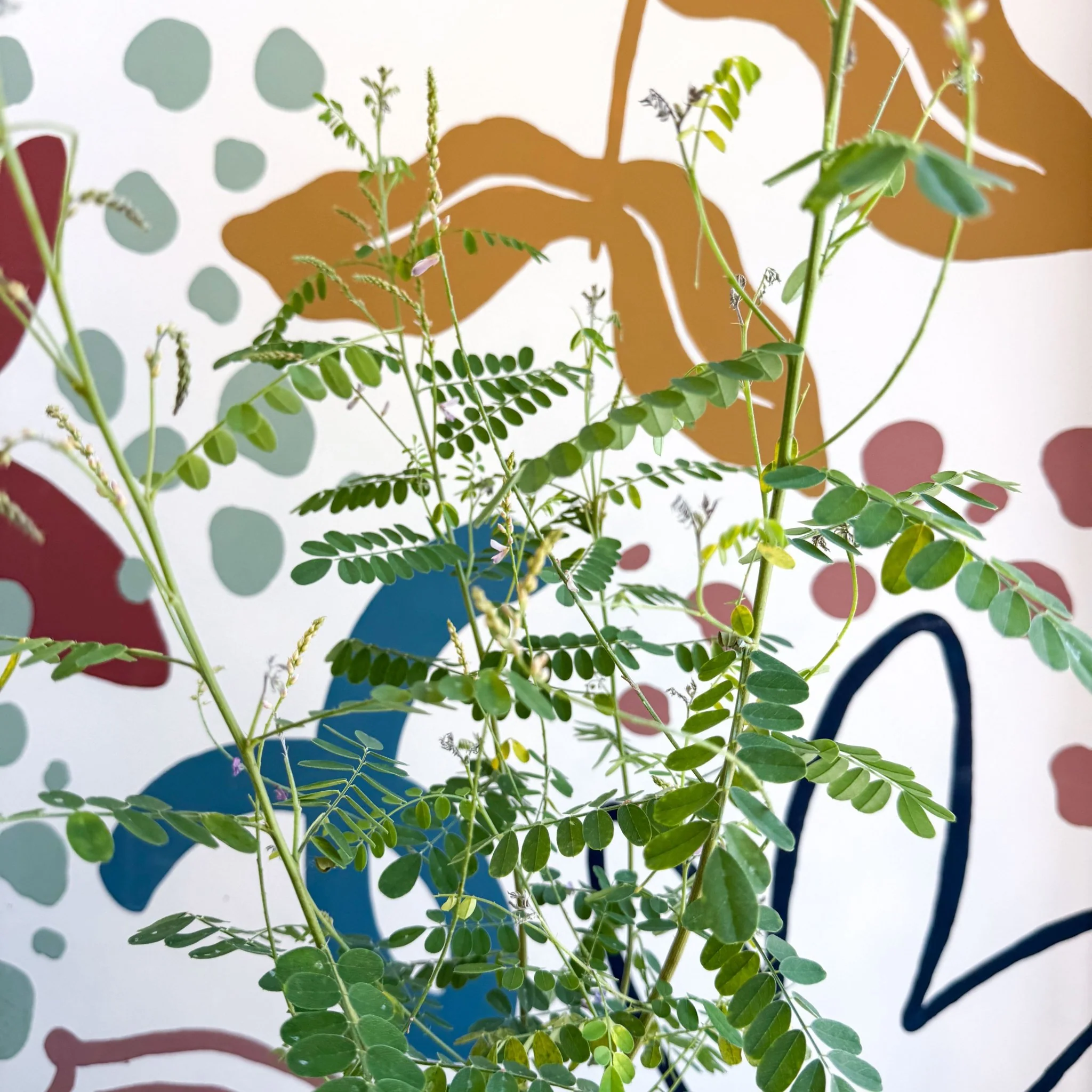 Indigofera heterantha - Himalayan Indigo - Image 10