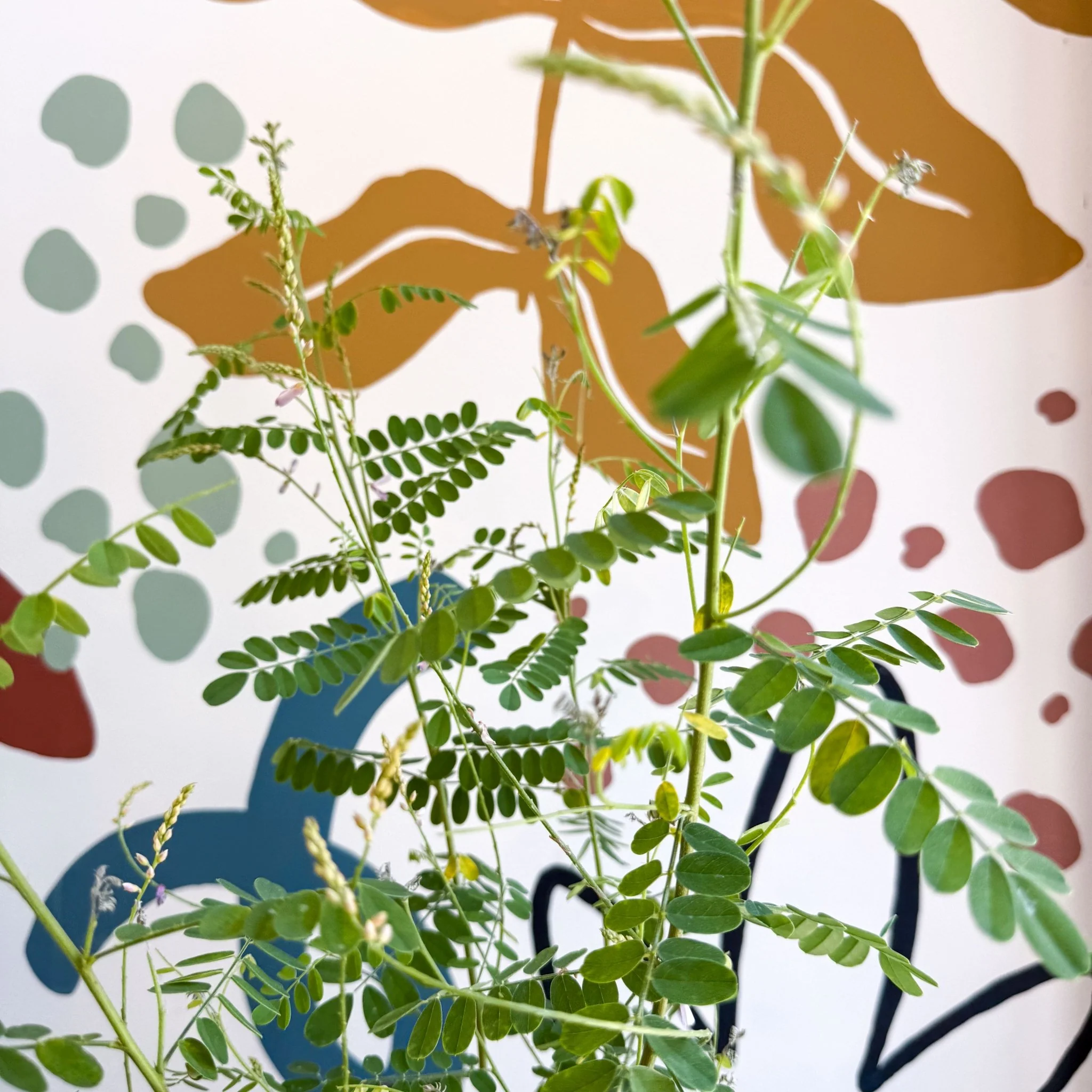 Indigofera heterantha - Himalayan Indigo - Image 11