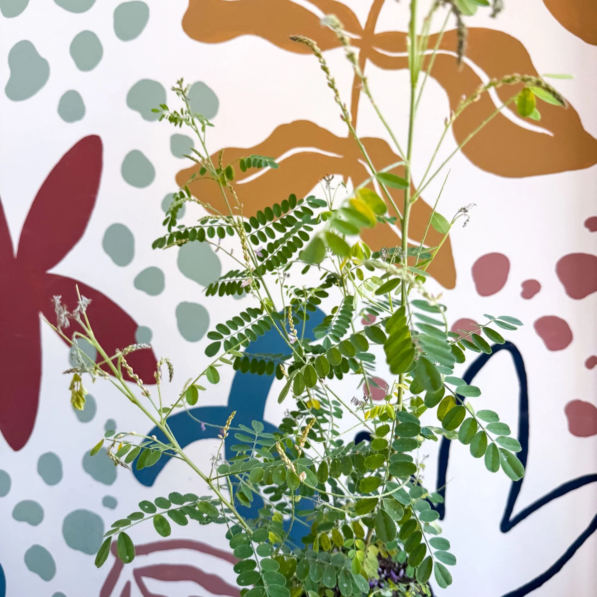 Indigofera heterantha - Himalayan Indigo - Image 12