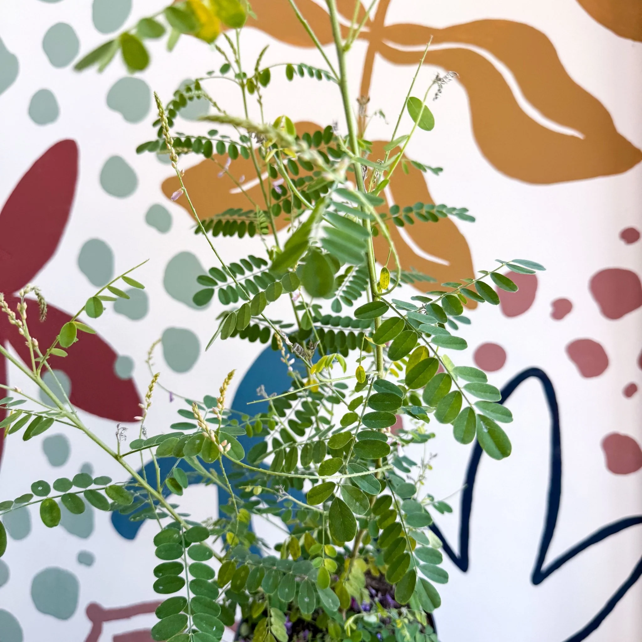 Indigofera heterantha - Himalayan Indigo - Image 8