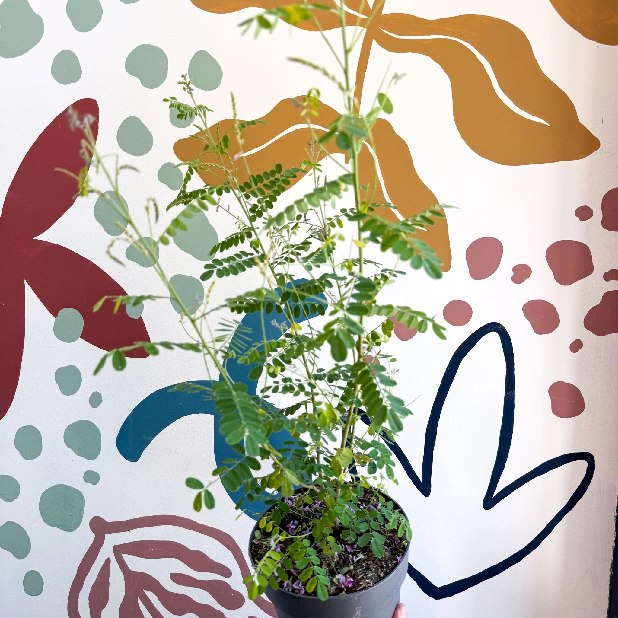 Indigofera heterantha - Himalayan Indigo - Image 9