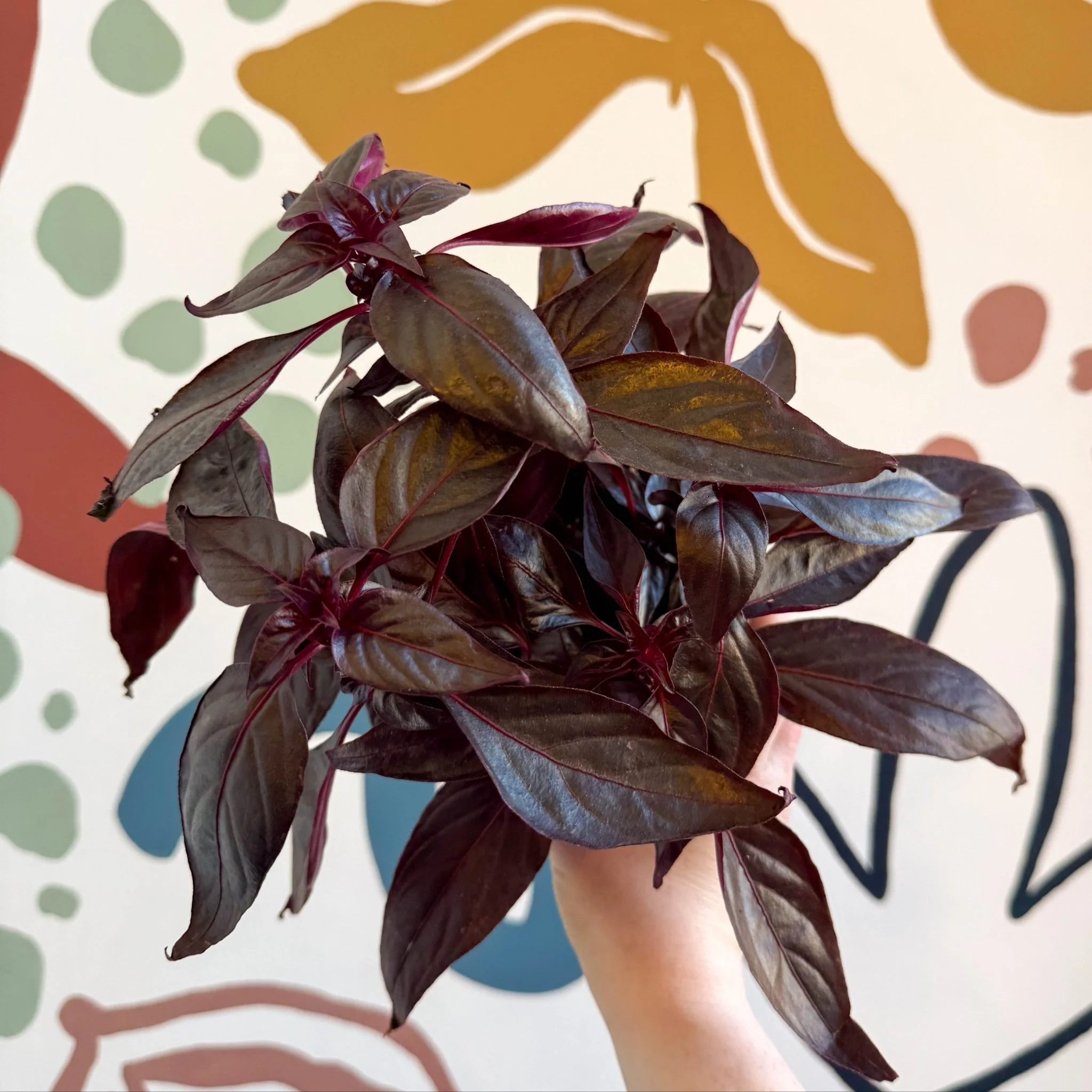 Iresine herbstii ‘Rich Darkstar’ - Bloodleaf