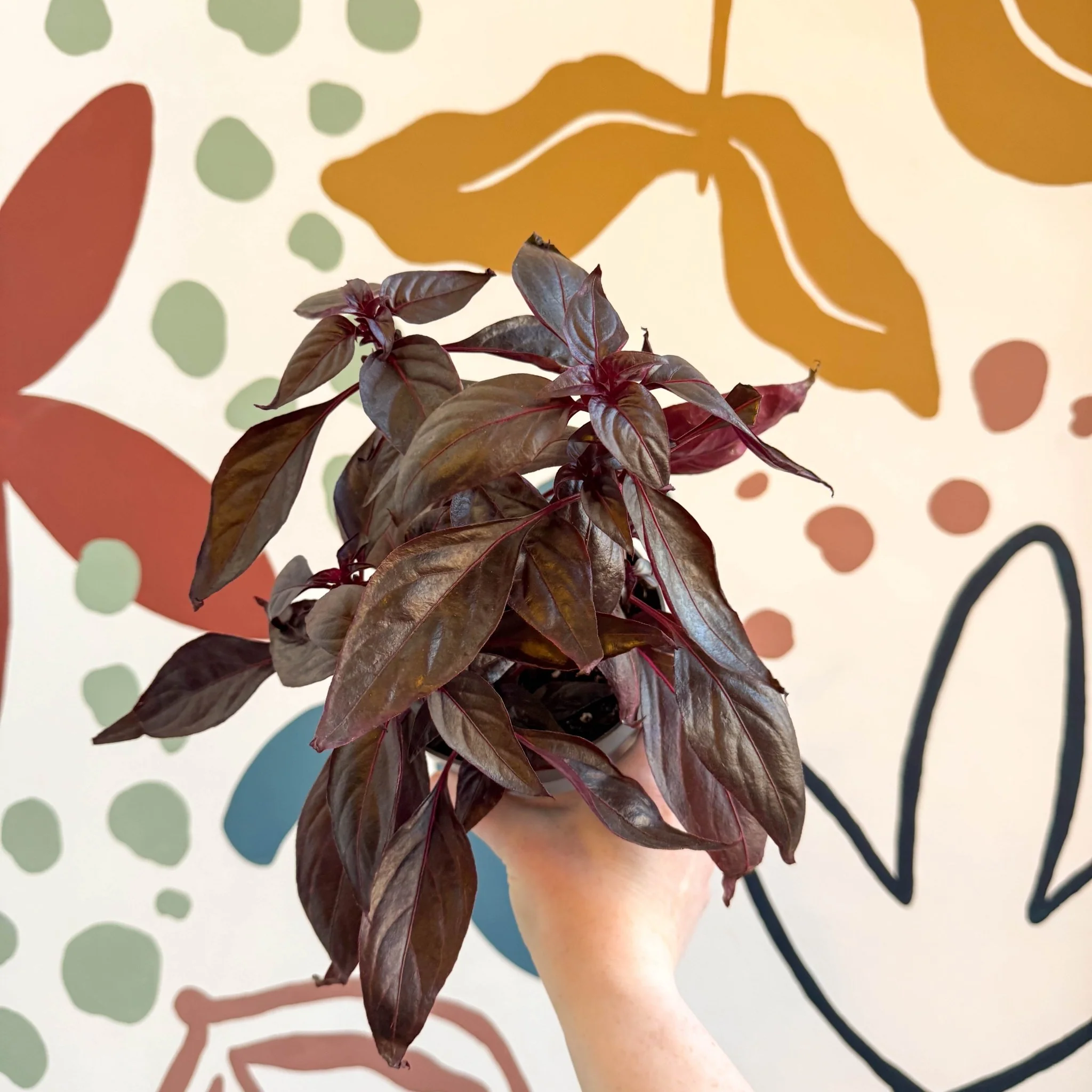 Iresine herbstii ‘Rich Darkstar’ - Bloodleaf - Image 2