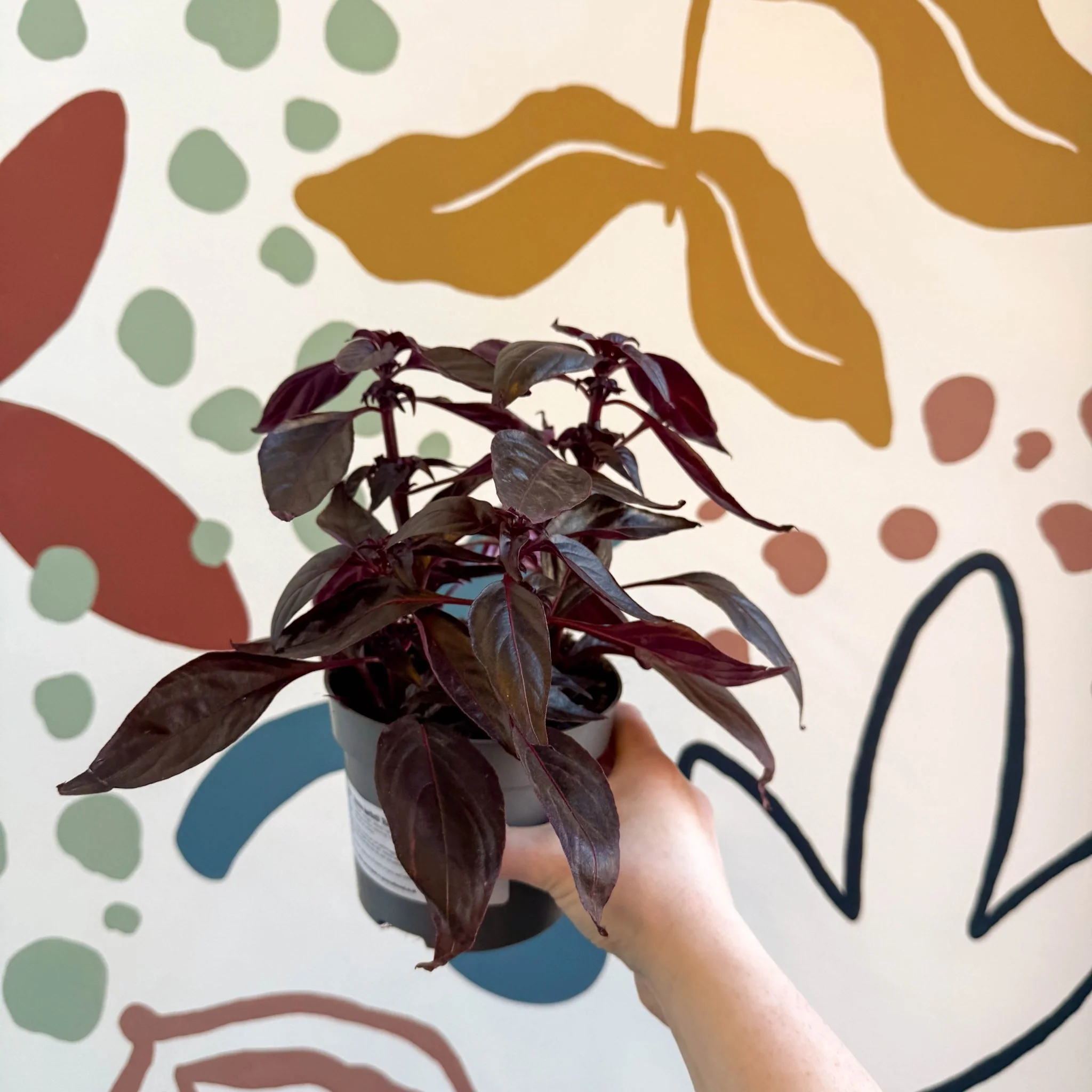 Iresine herbstii ‘Rich Darkstar’ - Bloodleaf - Image 3