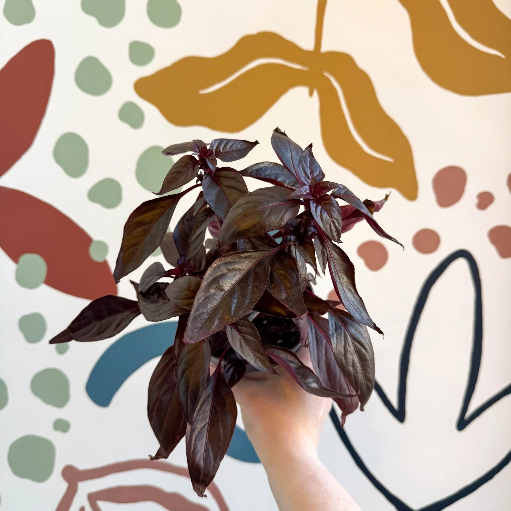 Iresine herbstii ‘Rich Darkstar’ - Bloodleaf - Image 6