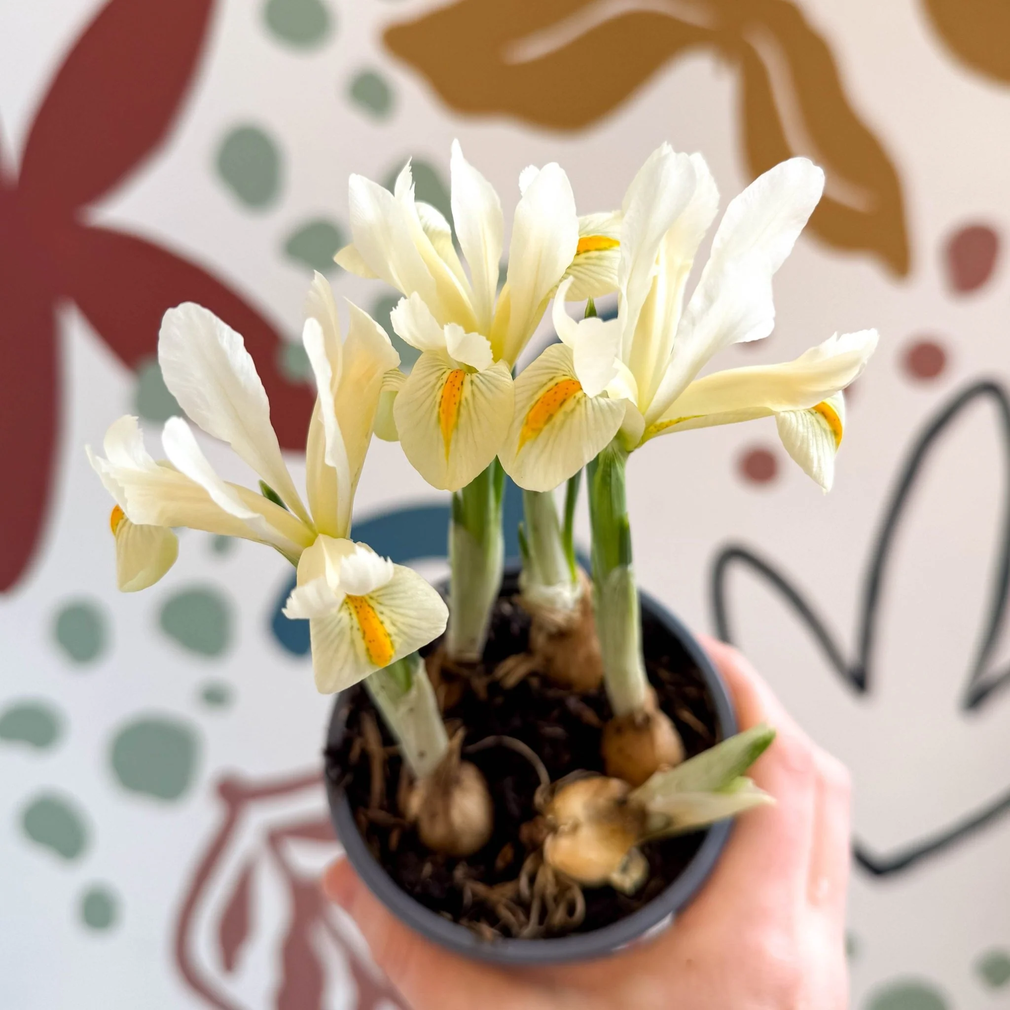 Iris ‘Louise’ - Potted Dwarf Iris