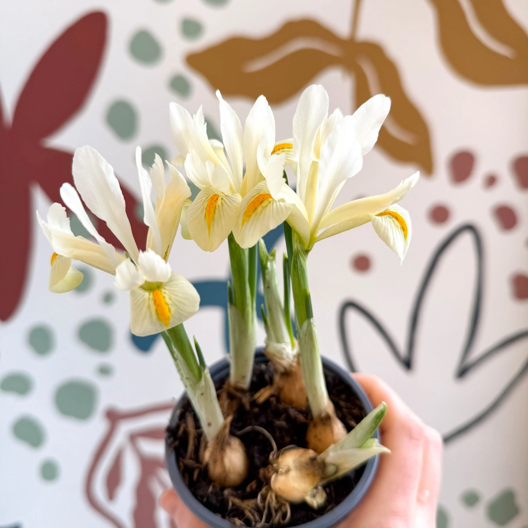 Iris ‘Louise’ - Potted Dwarf Iris - Image 8
