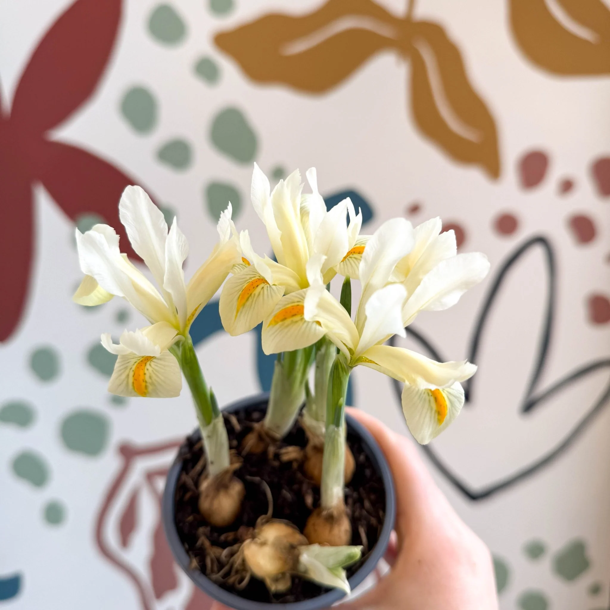 Iris ‘Louise’ - Potted Dwarf Iris - Image 9