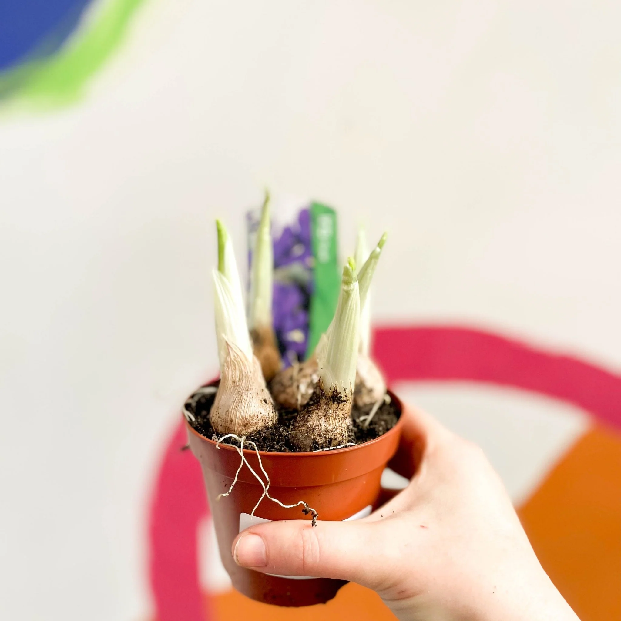 Iris reticulata 'Pixie' - Potted Dwarf Iris - Image 5
