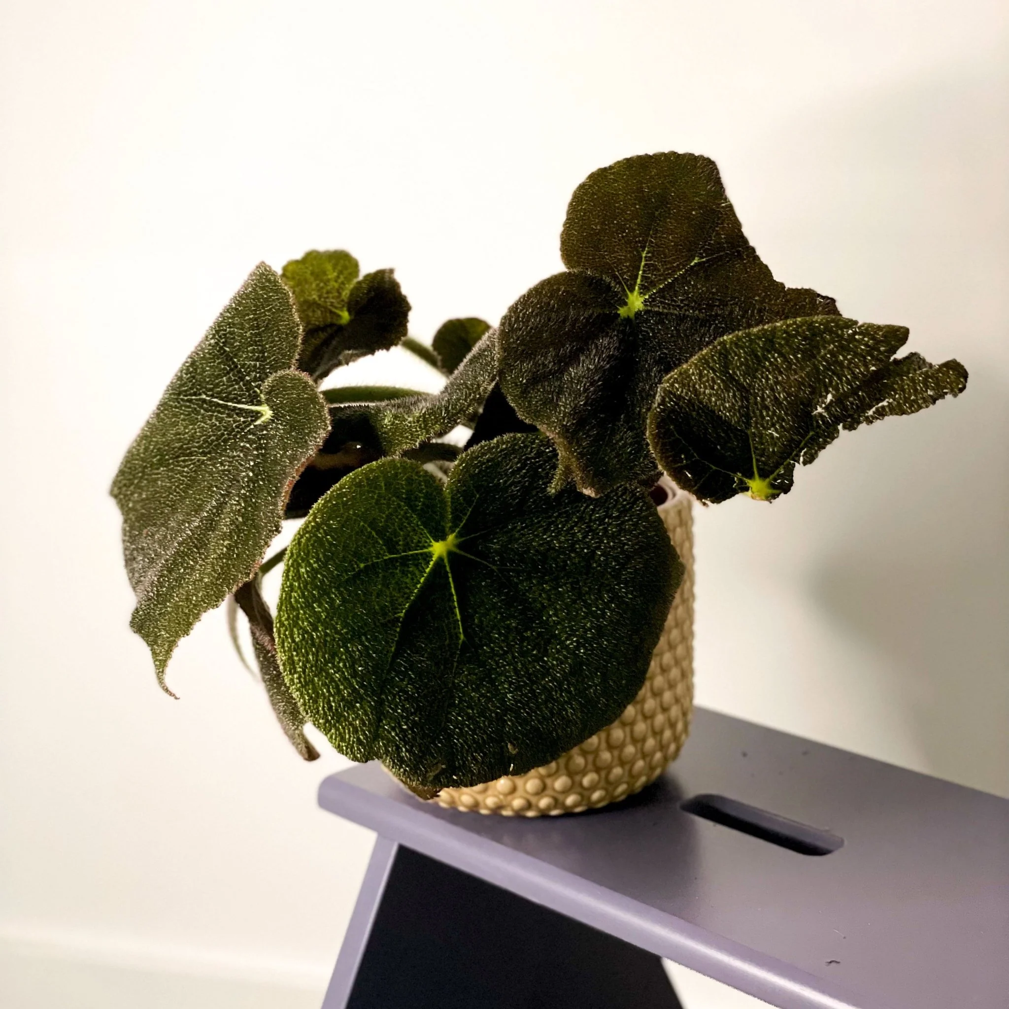 Begonia masoniana 'River'