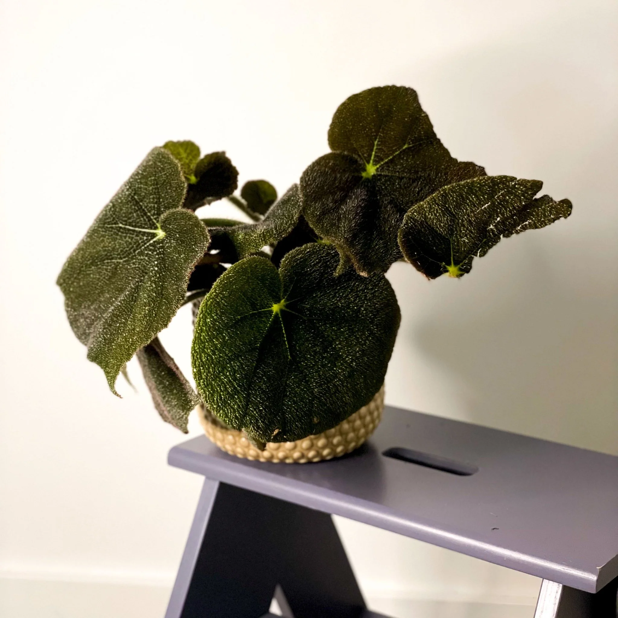 Begonia masoniana 'River' - Image 2