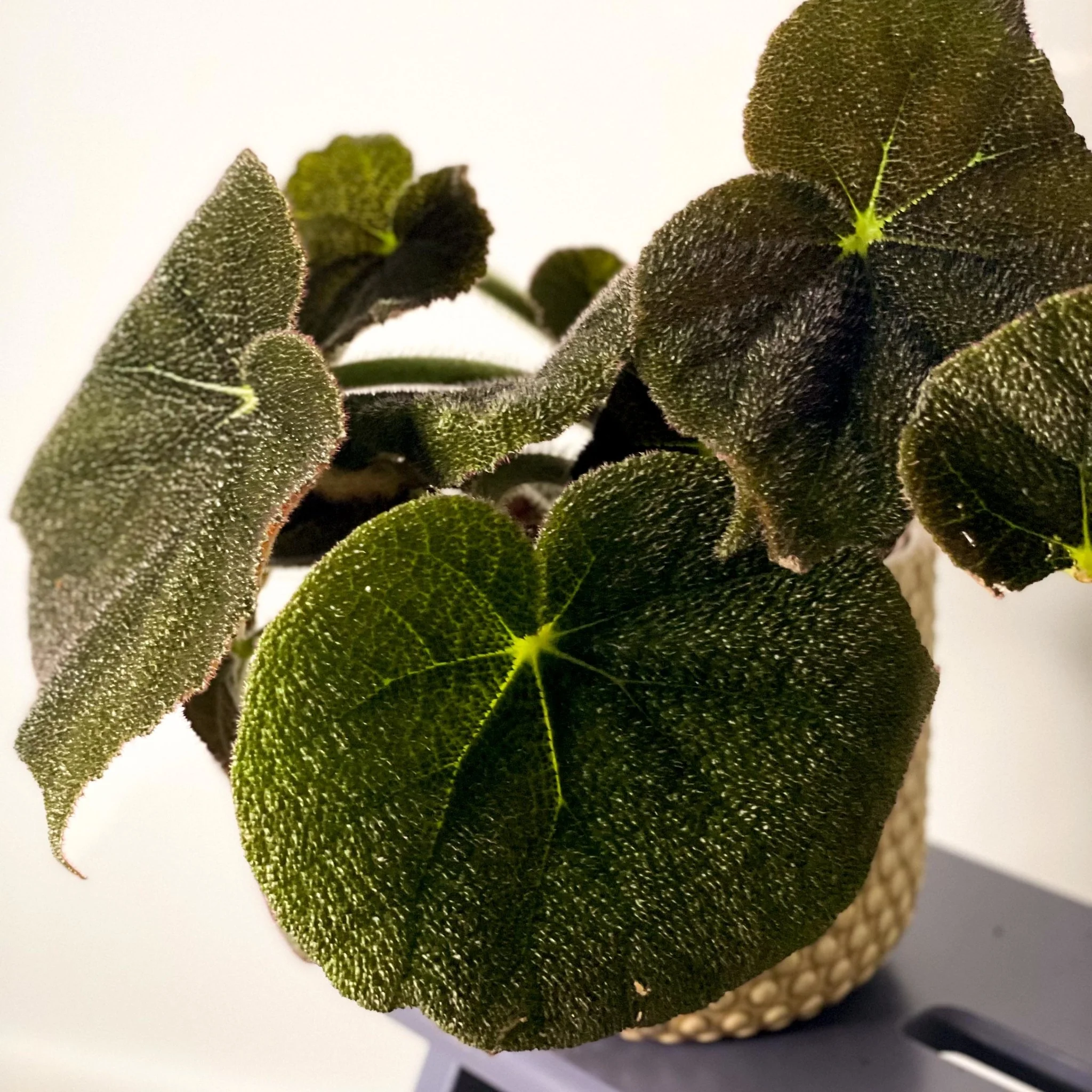 Begonia masoniana 'River' - Image 3