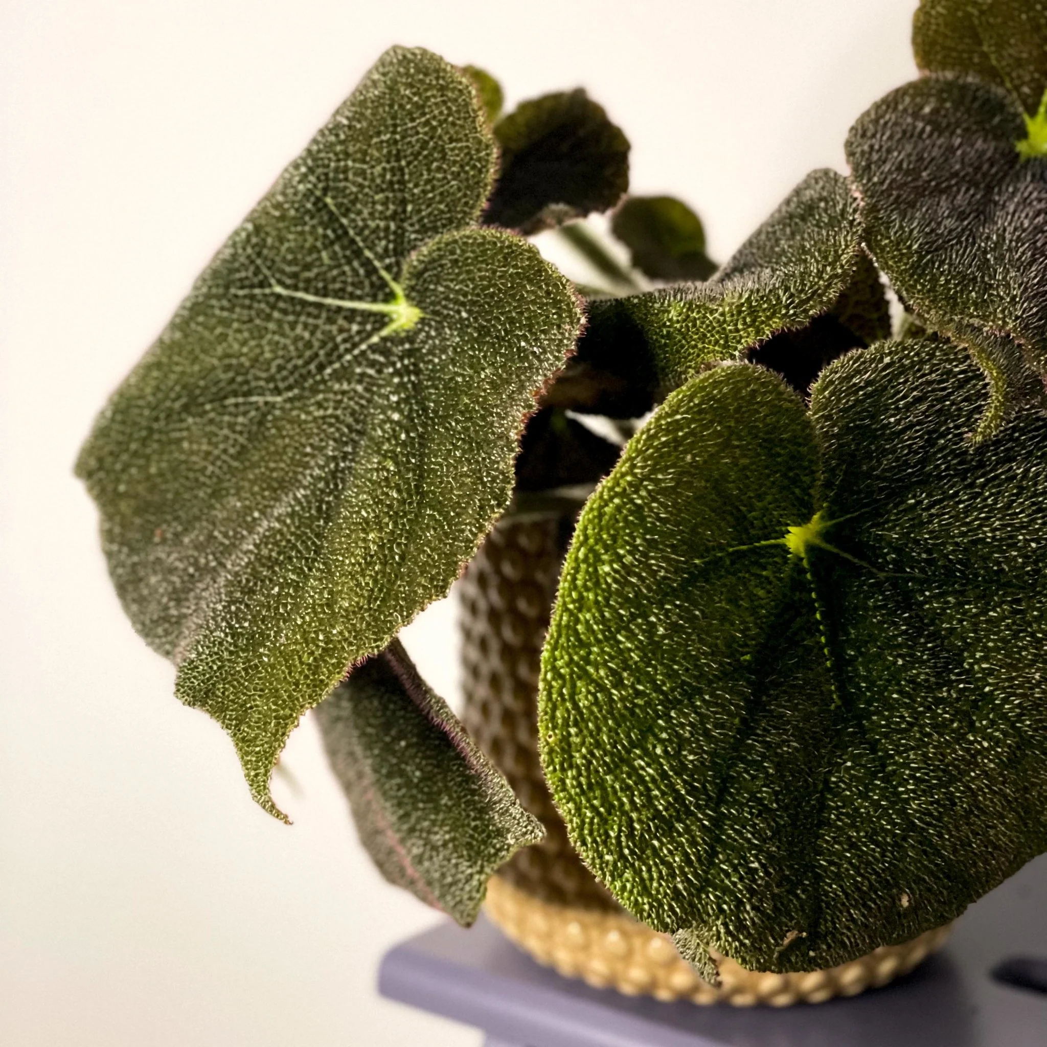 Begonia masoniana 'River' - Image 4