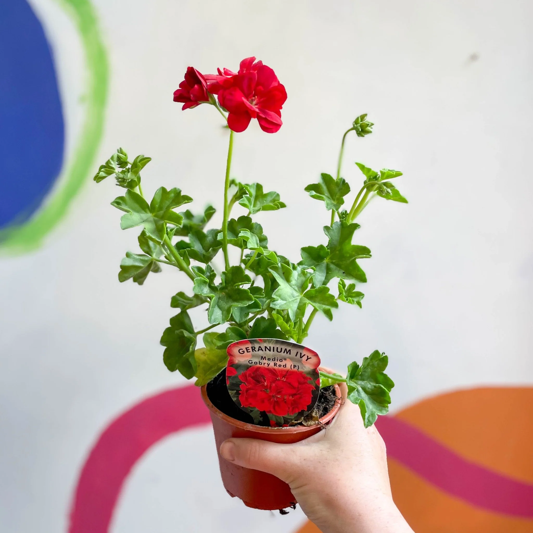 Ivy Leaved Semi-Double Geranium - Pelargonium 'Medio Gabry Red' - British Grown