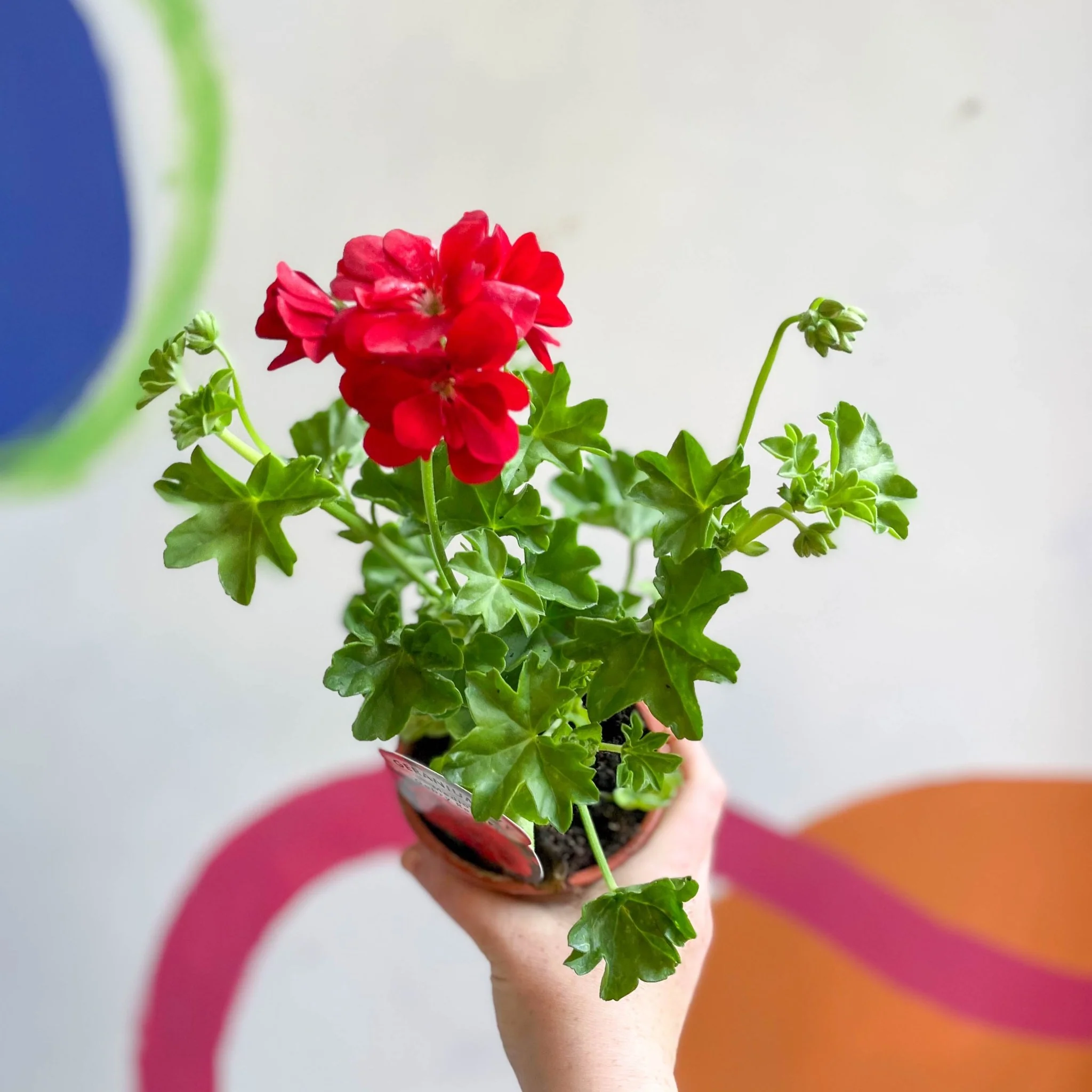Ivy Leaved Semi-Double Geranium - Pelargonium 'Medio Gabry Red' - British Grown - Image 2