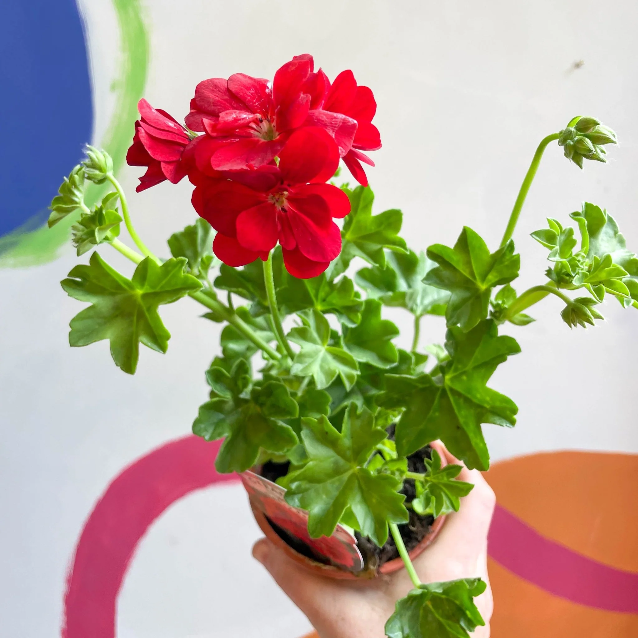 Ivy Leaved Semi-Double Geranium - Pelargonium 'Medio Gabry Red' - British Grown - Image 3
