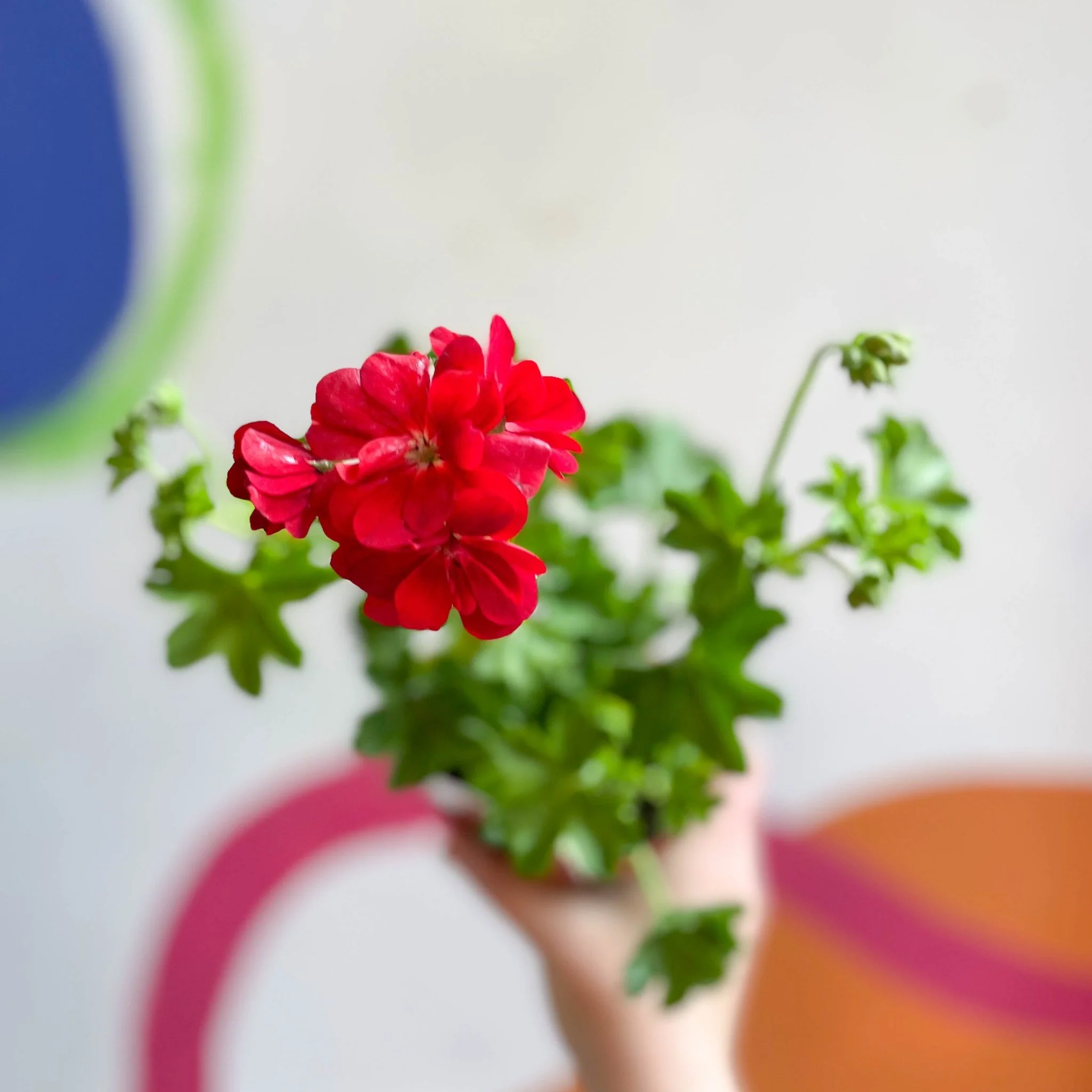 Ivy Leaved Semi-Double Geranium - Pelargonium 'Medio Gabry Red' - British Grown - Image 4