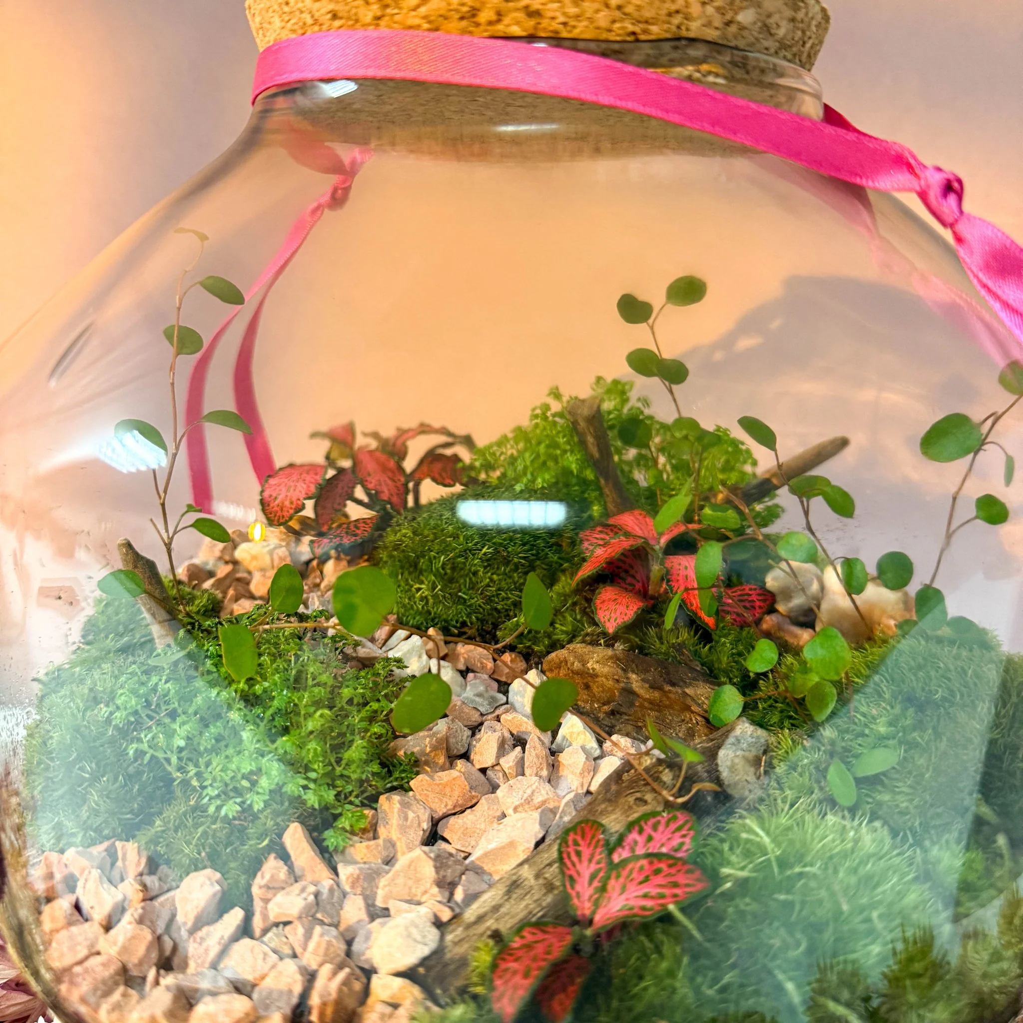 Iza Glass Valentine’s Bioactive Terrarium - Image 7