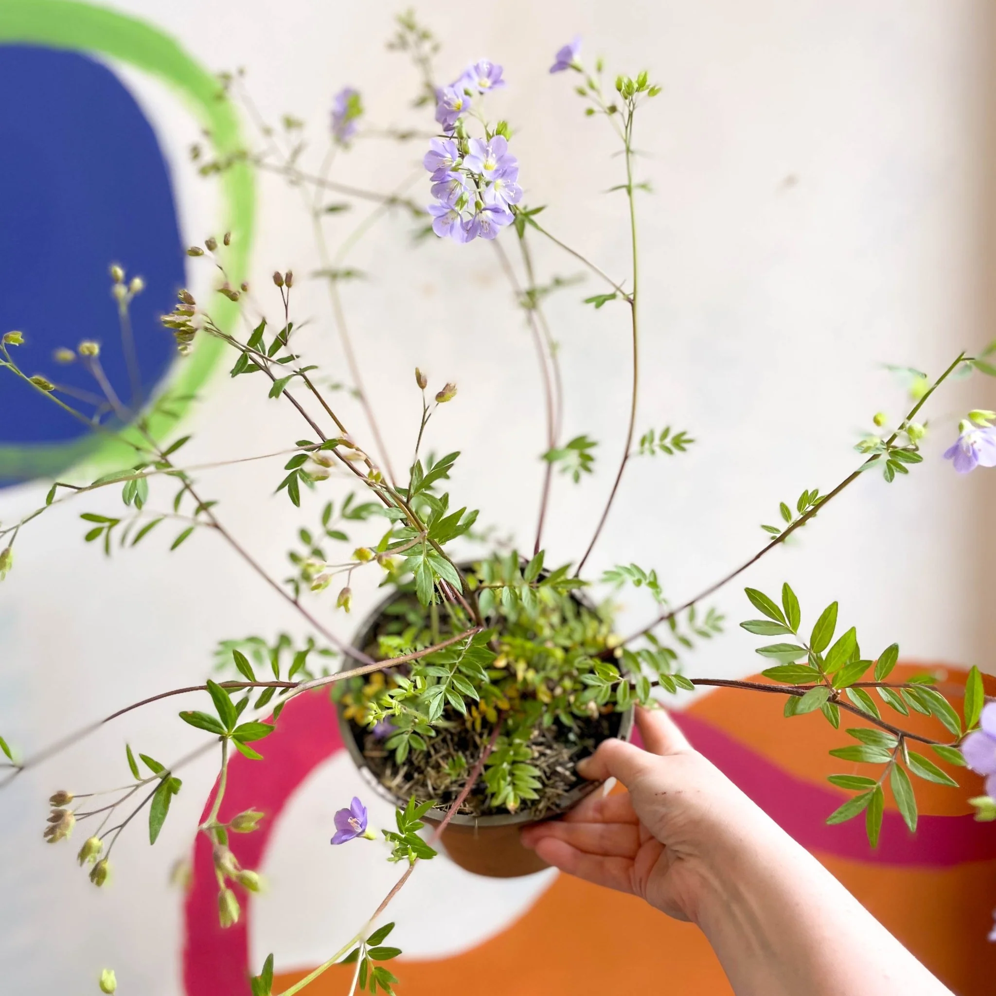 Jacob's Ladder - Polemonium 'Lambrook Mauve' - Cotswold Grown Perennial - Image 6