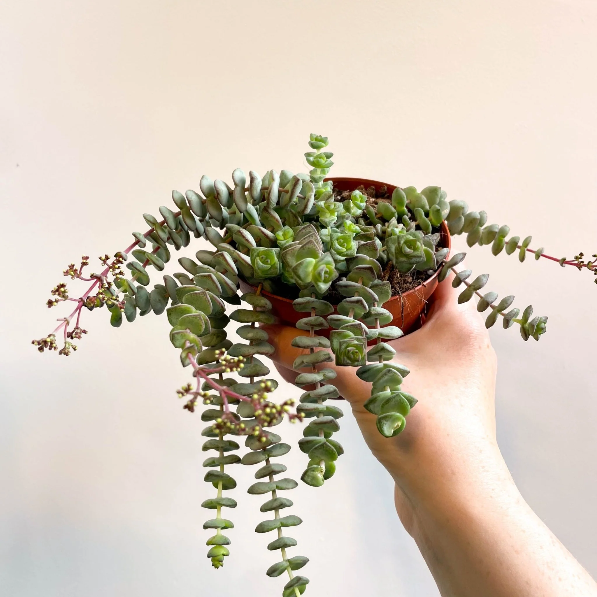 Crassula x rupestris f. marnieriana 'Hottentot' - Jade Necklace
