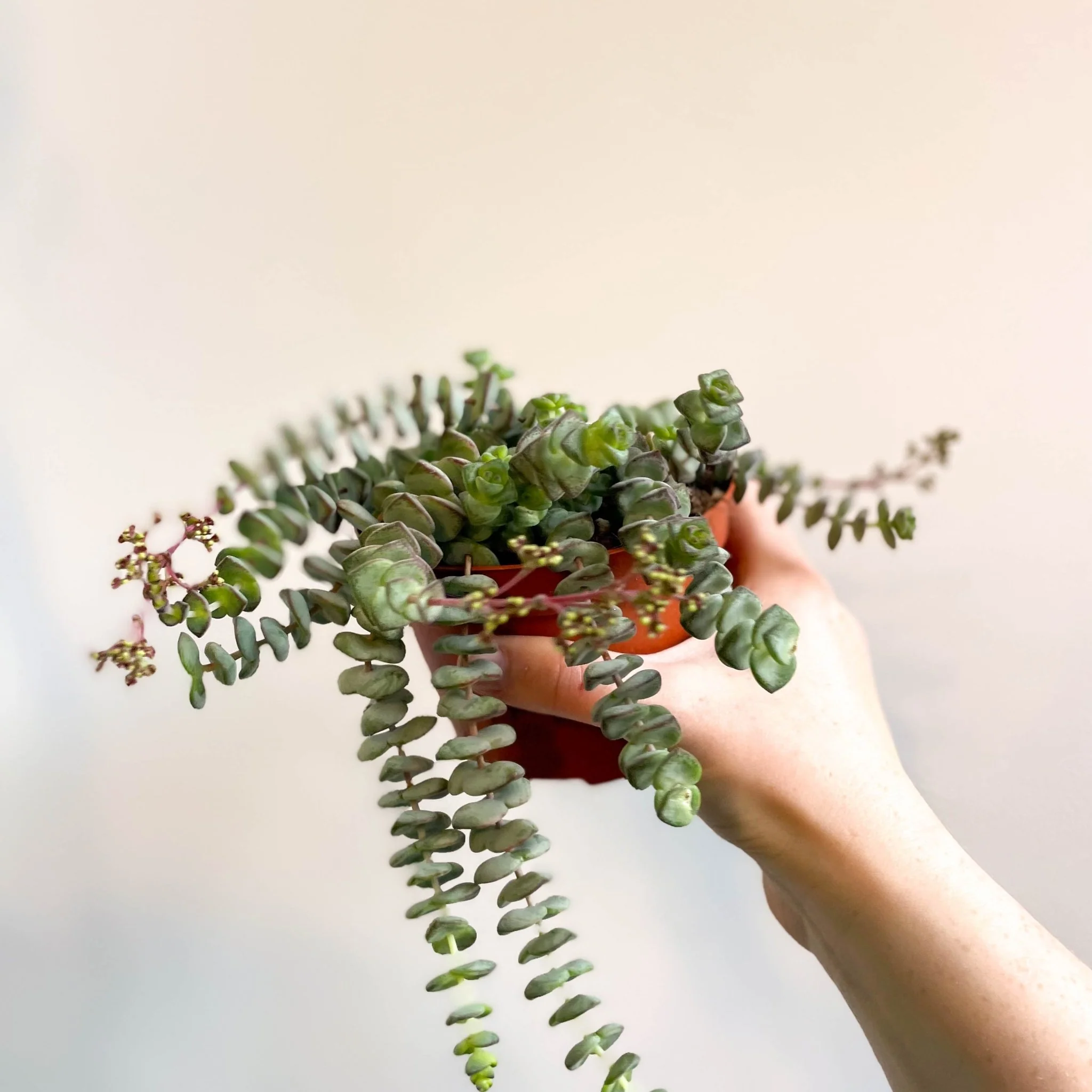 Crassula x rupestris f. marnieriana 'Hottentot' - Jade Necklace - Image 10