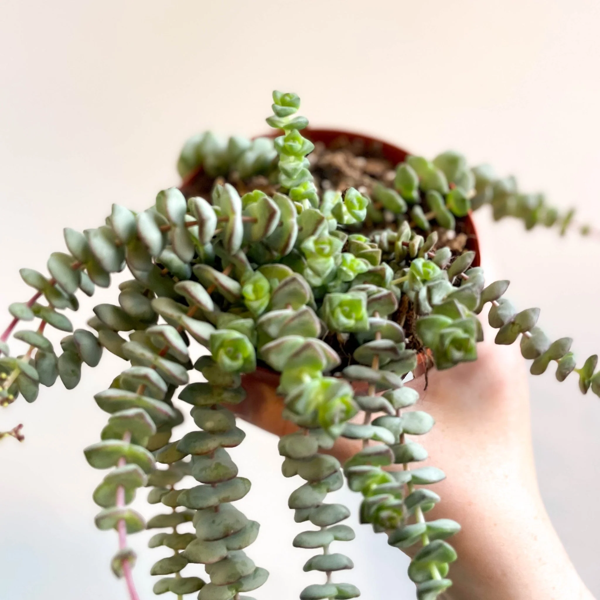 Crassula x rupestris f. marnieriana 'Hottentot' - Jade Necklace - Image 11