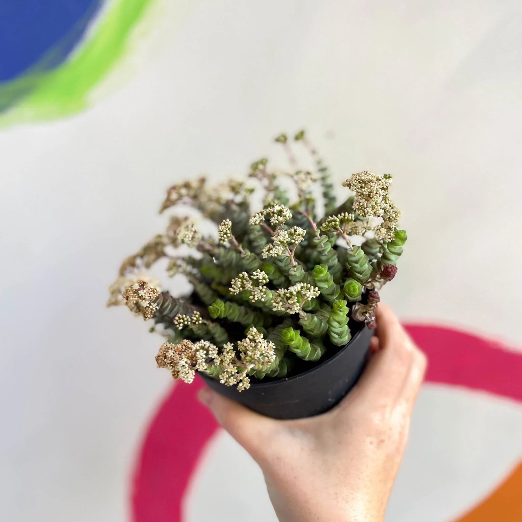 Crassula x rupestris f. marnieriana 'Hottentot' - Jade Necklace - Image 3
