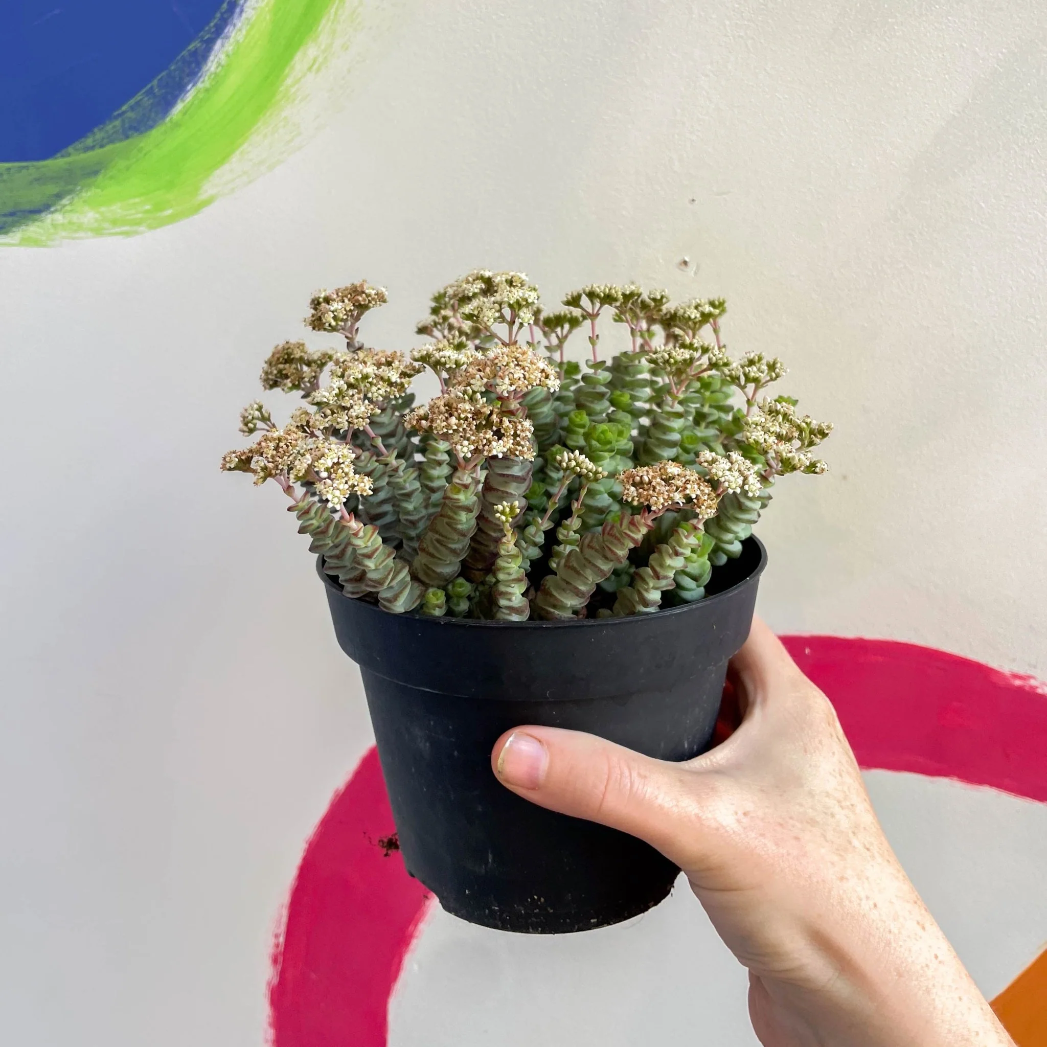 Crassula x rupestris f. marnieriana 'Hottentot' - Jade Necklace - Image 4