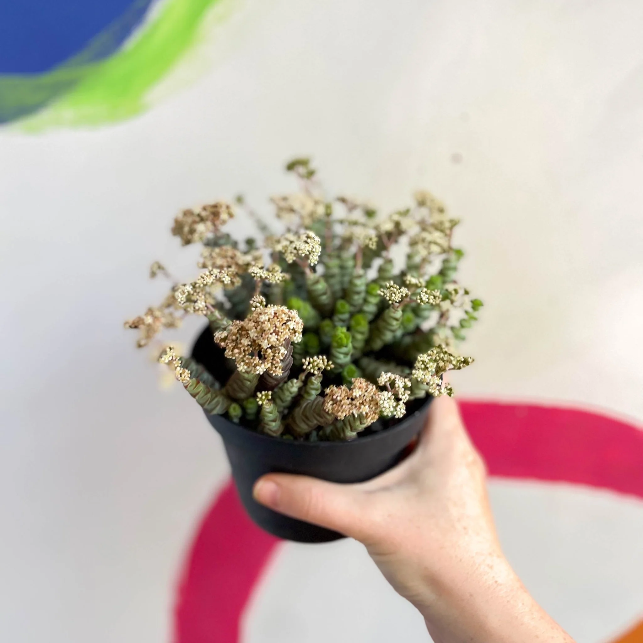 Crassula x rupestris f. marnieriana 'Hottentot' - Jade Necklace - Image 5