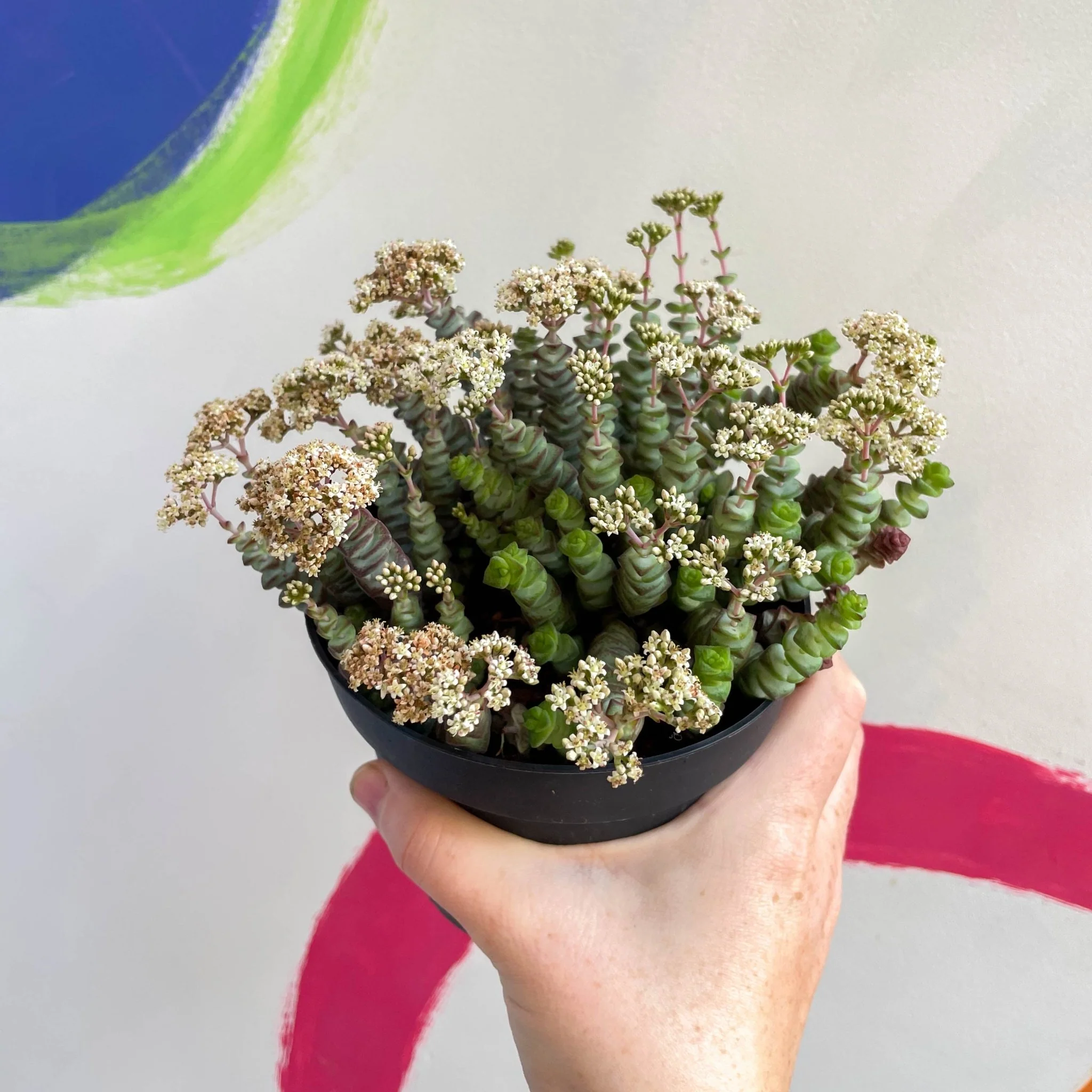 Crassula x rupestris f. marnieriana 'Hottentot' - Jade Necklace - Image 6