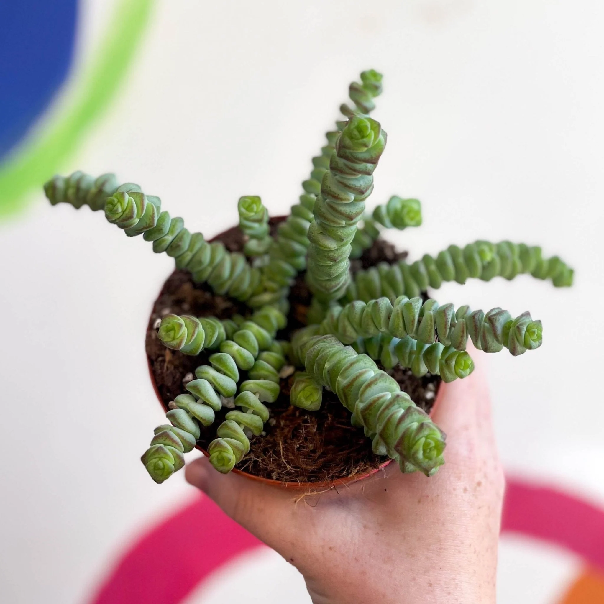 Crassula x rupestris f. marnieriana 'Hottentot' - Jade Necklace - Image 7